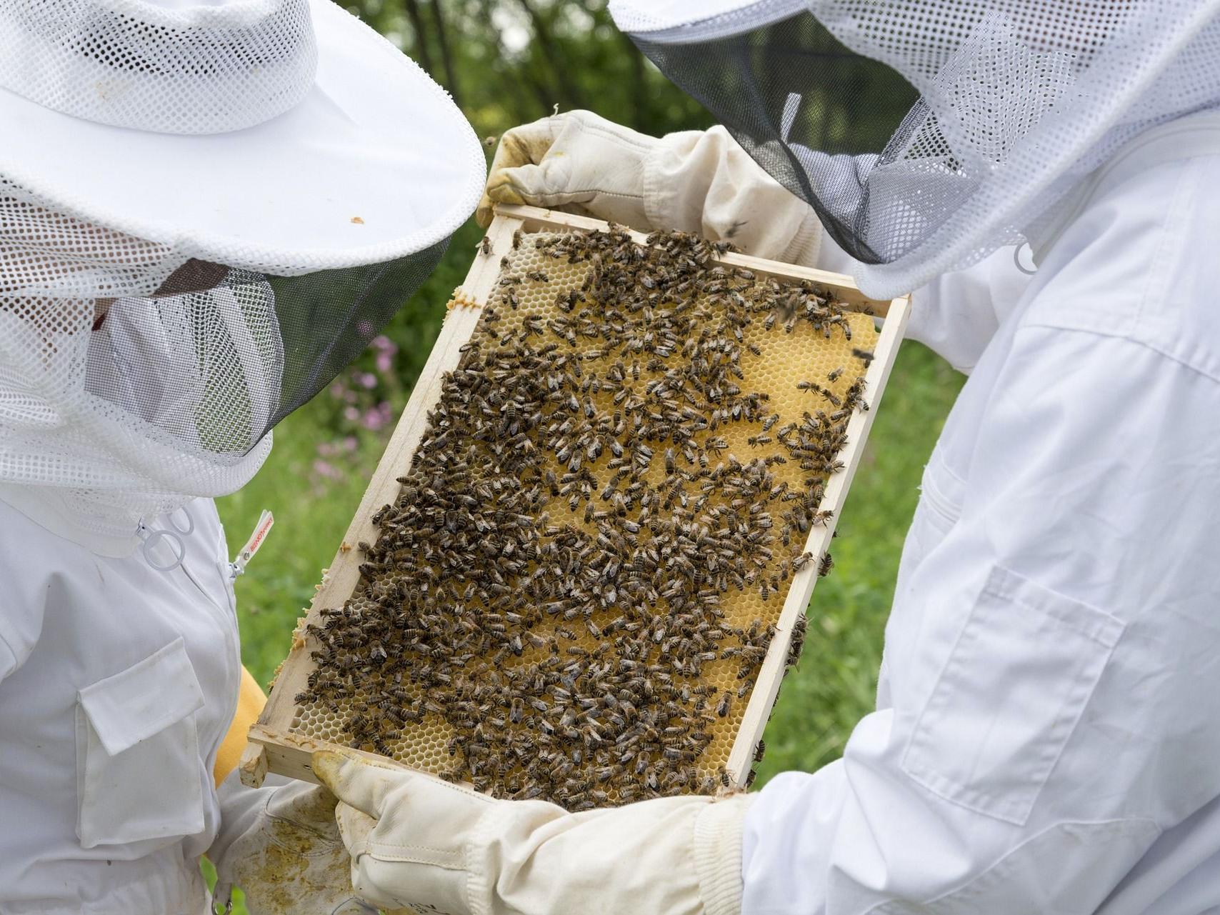 Beekeepers holding a frame
