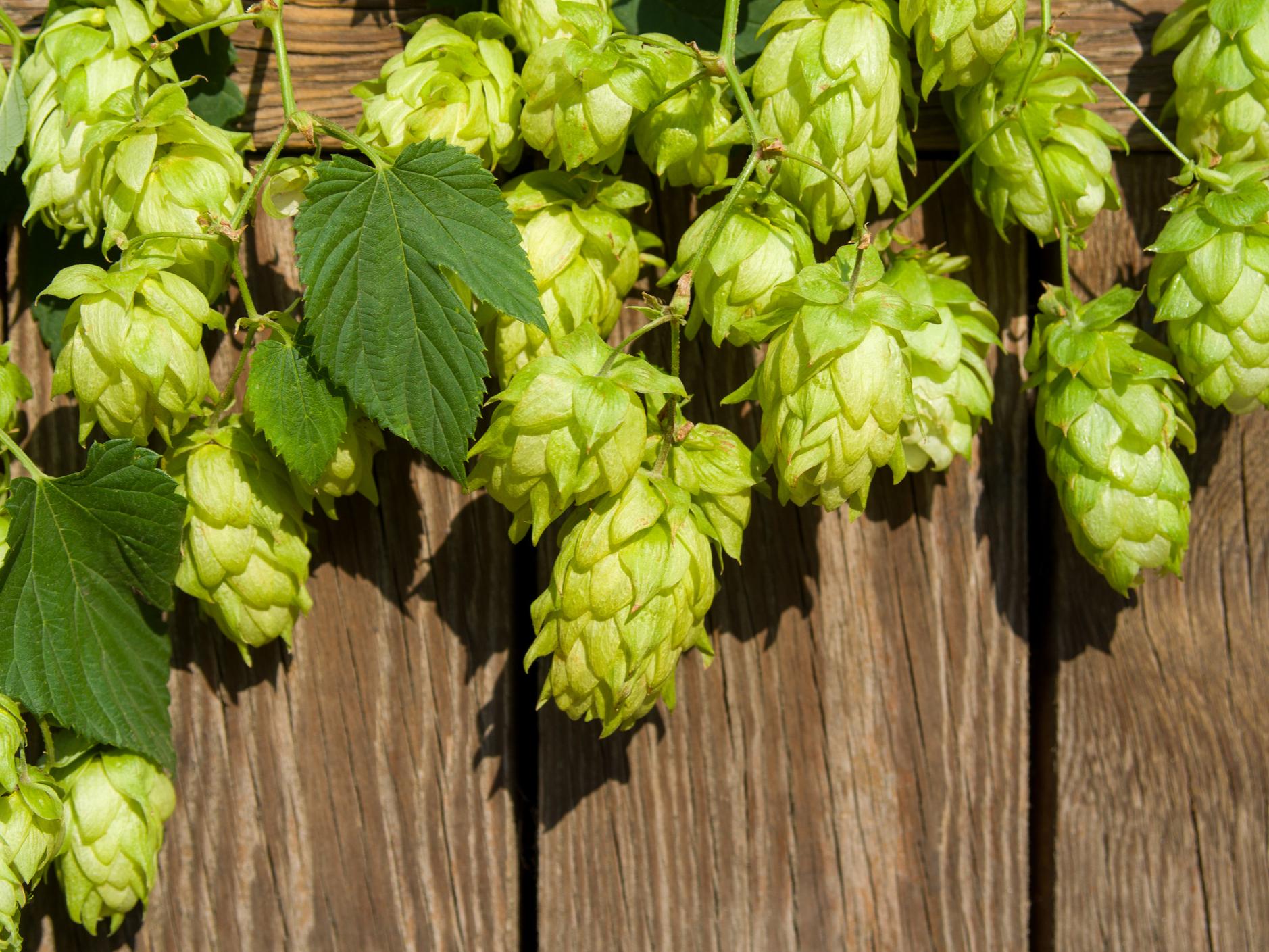 beer hops