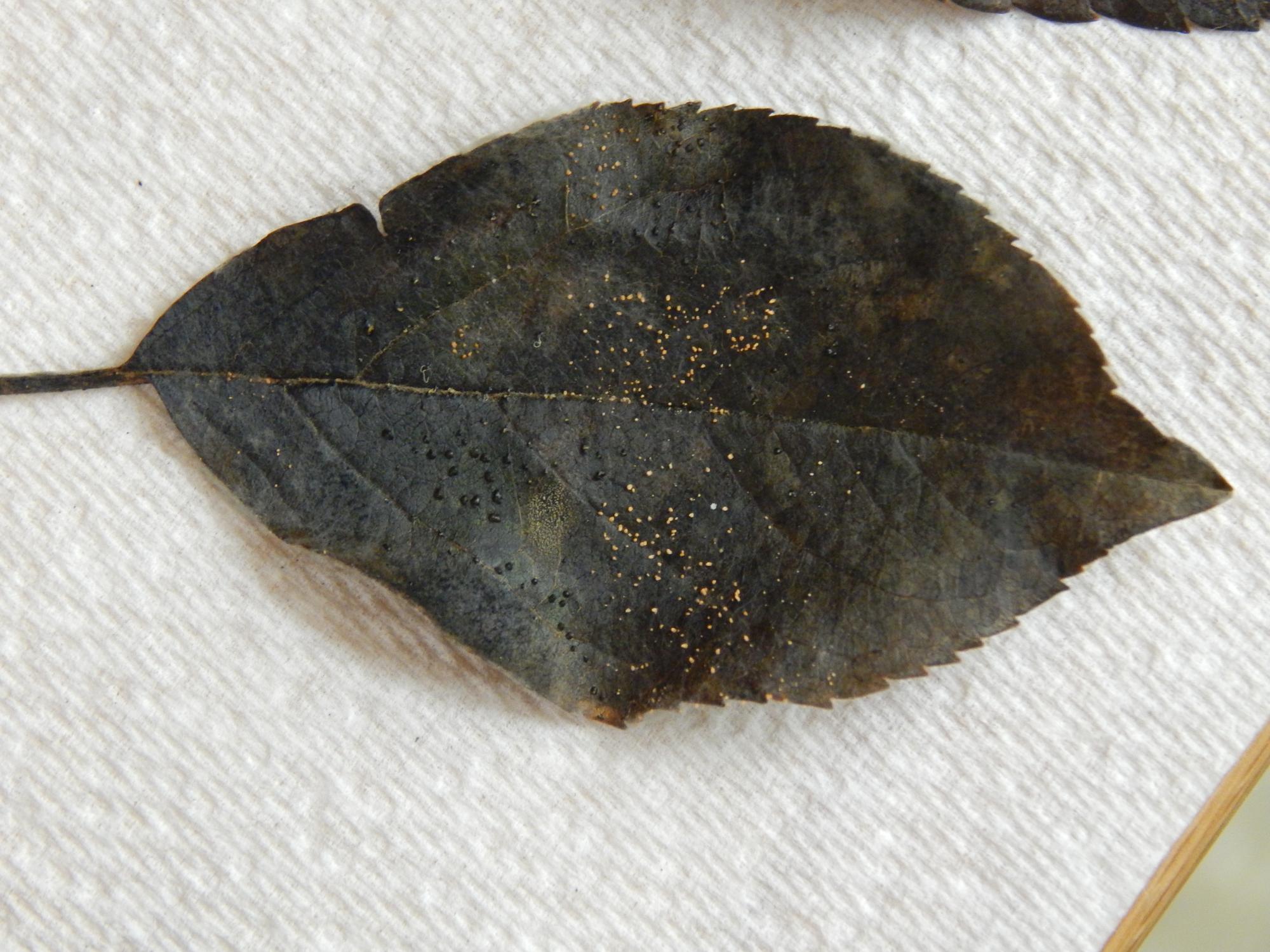 Bitter rot leaf