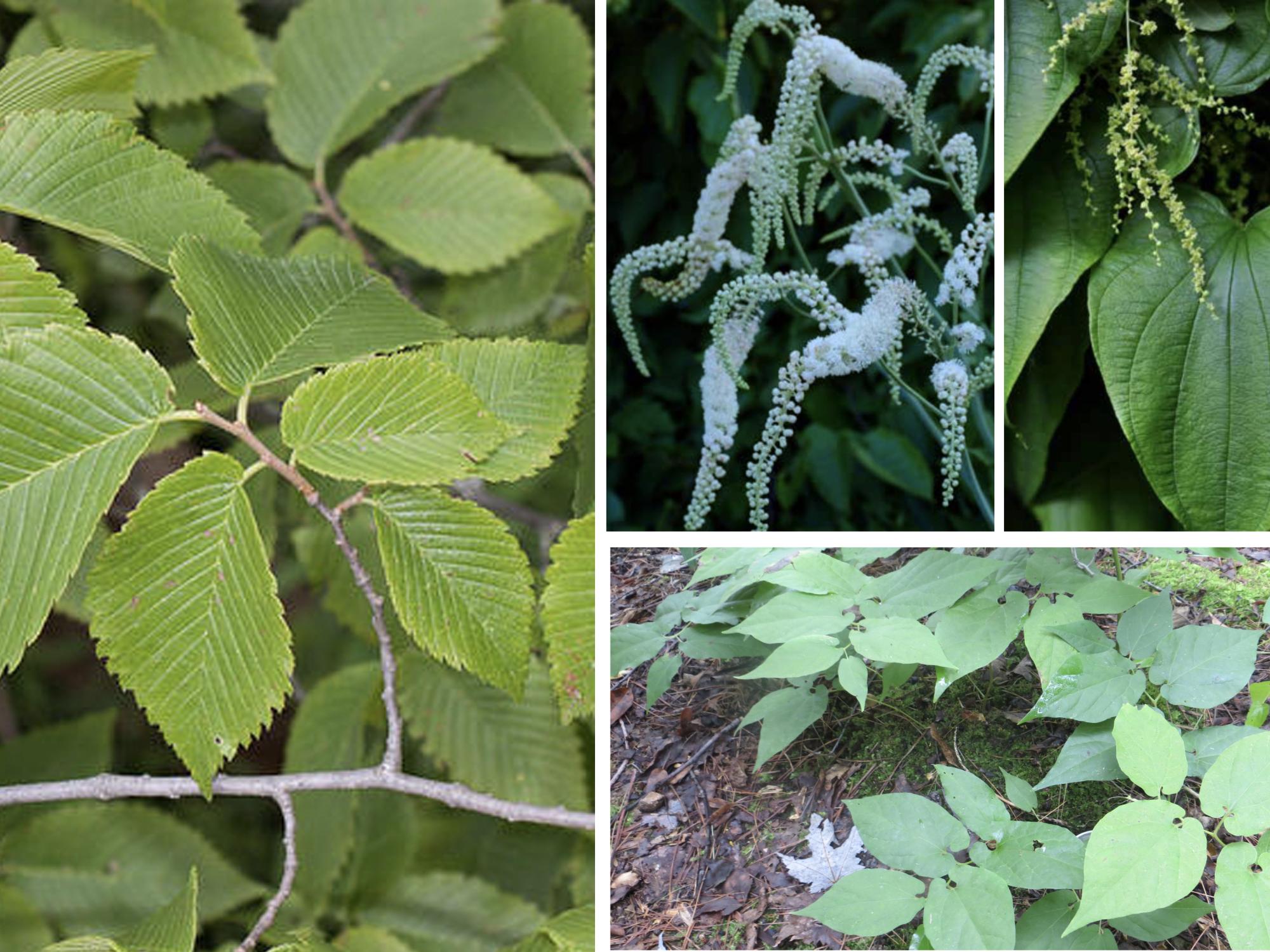 medicinal plants