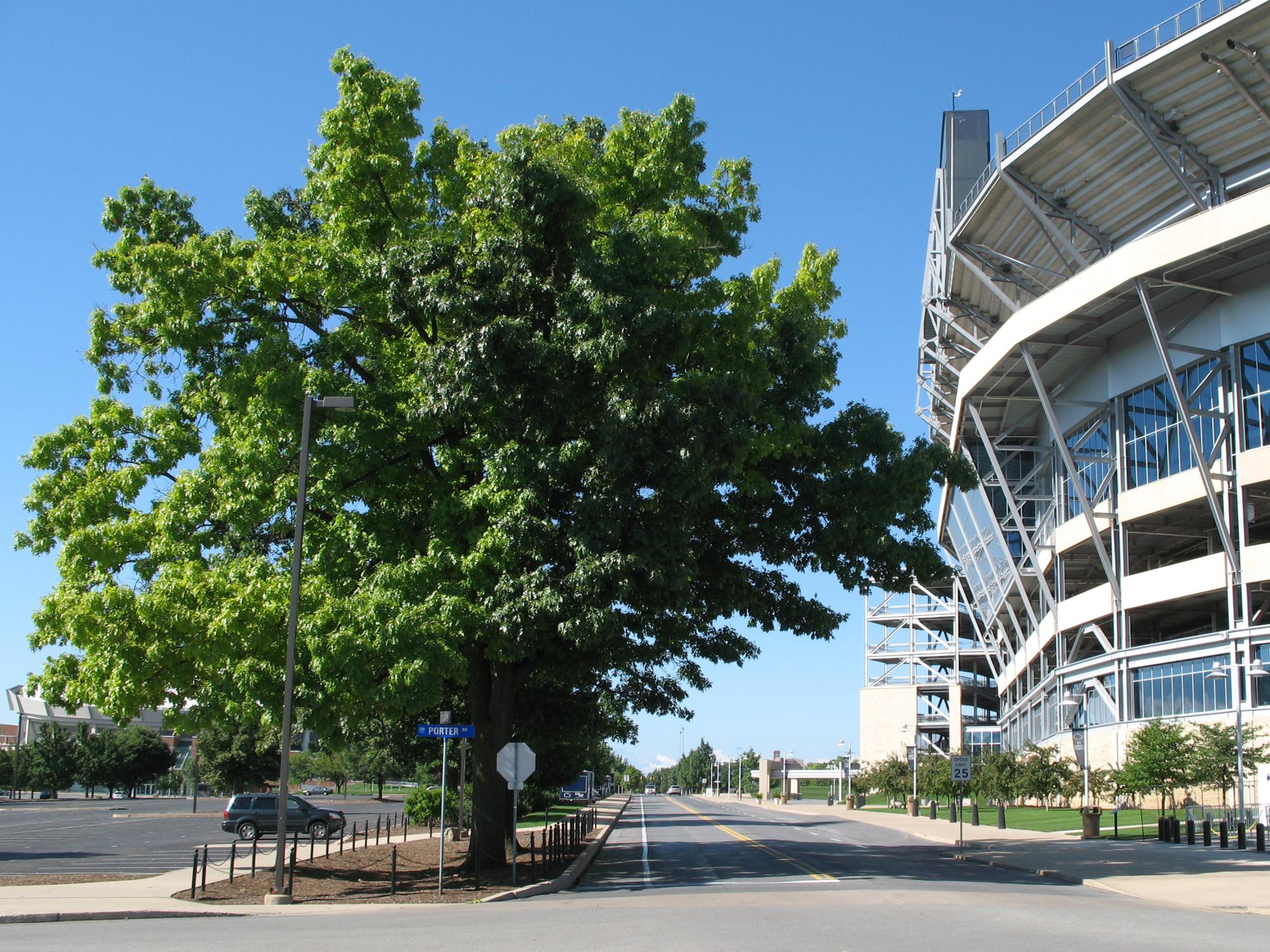 Black Oaks near Beaver Stadium