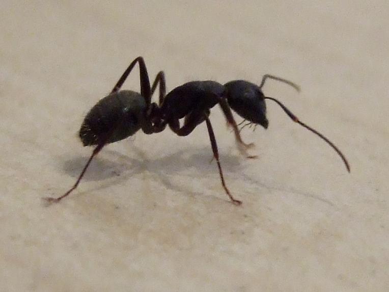 black worker carpenter ant