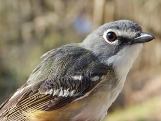bird photo
