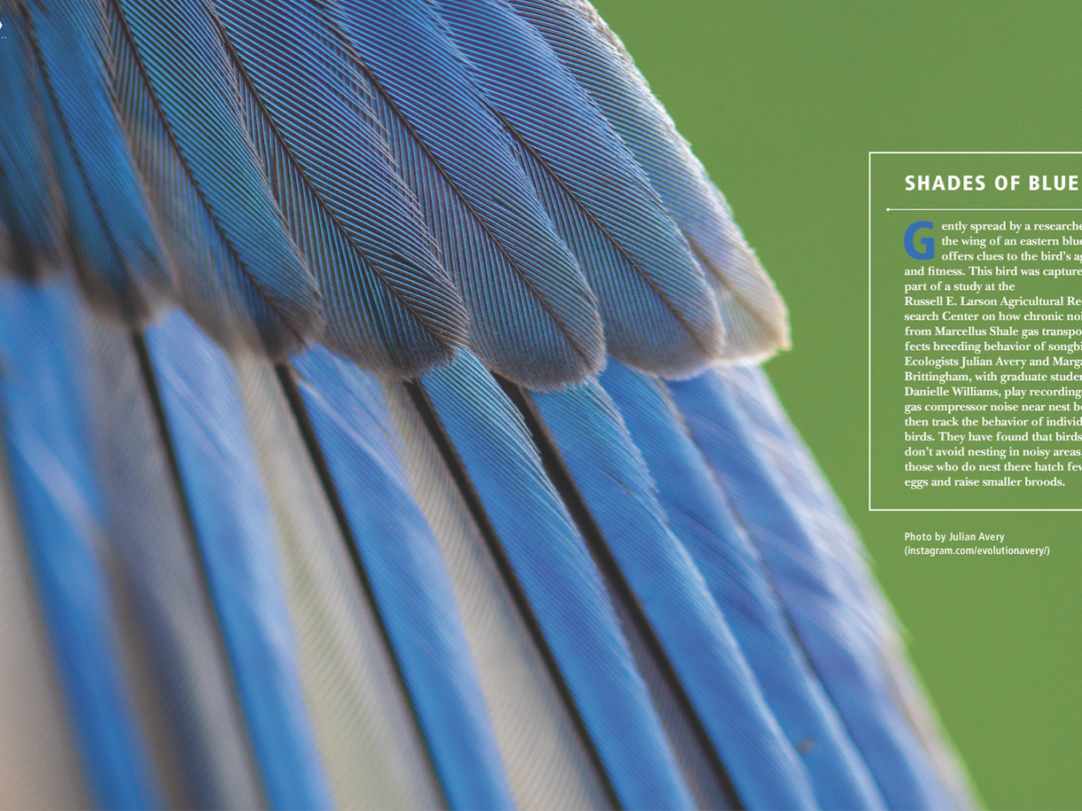 closeup of feathers on bluebird wing