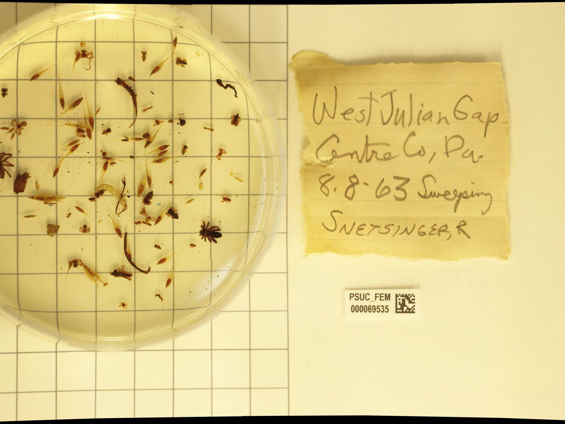 Snetsinger arthropod specimens