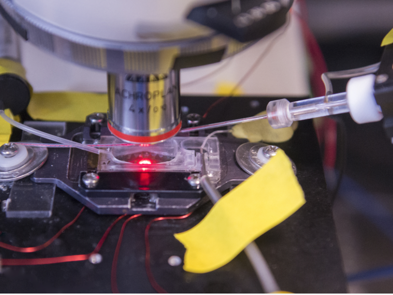 testing a slice of rat brain