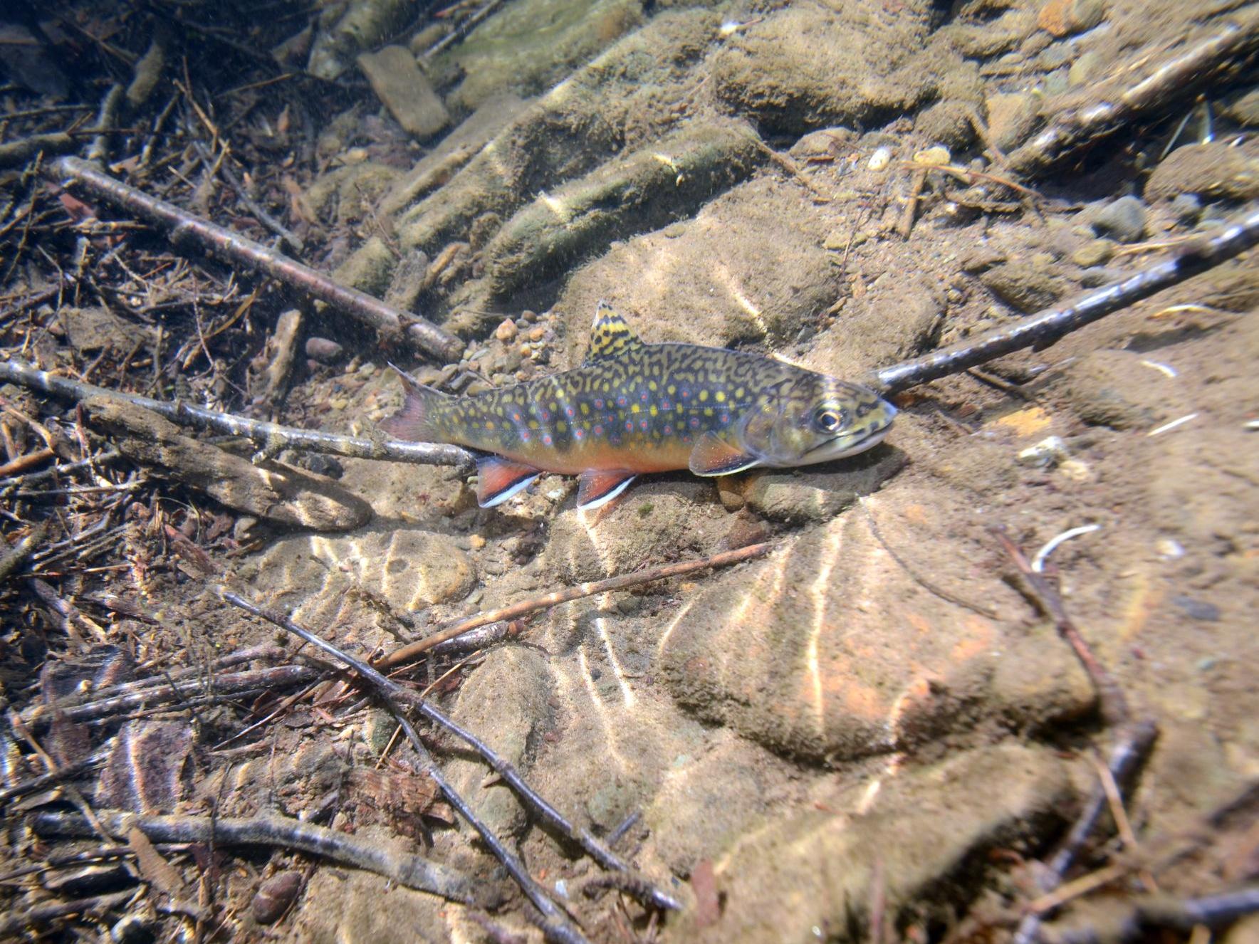 eastern brook trout