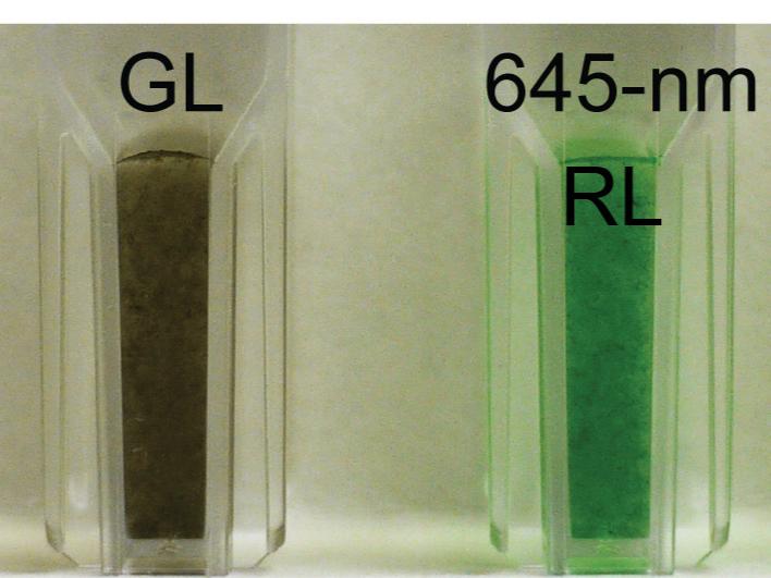 colors of the Leptolyngbya sp. strain of cyanobacteria cells
