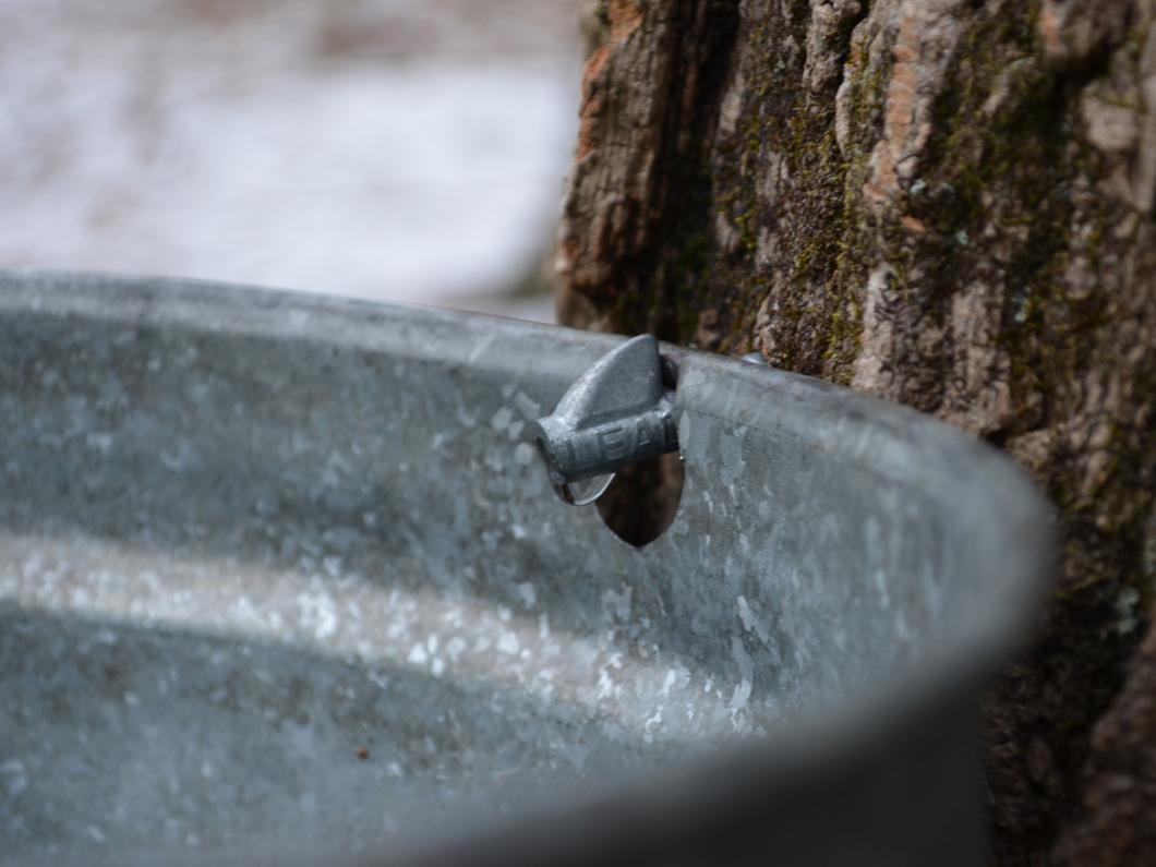 Maple Tree Sap drips into a bucket