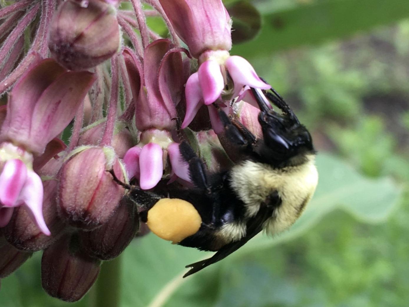 Bumble bee gathering pollen