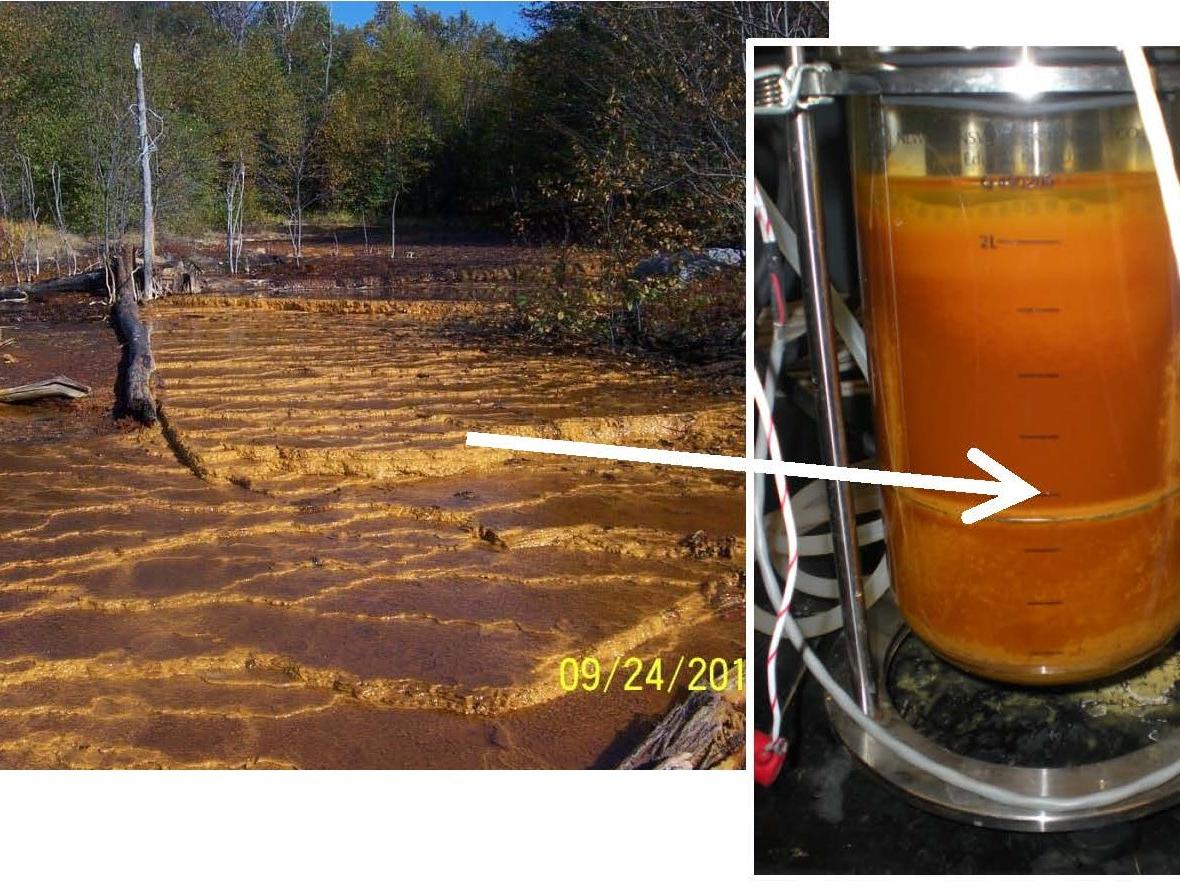 Research aims to translocate the natural process of biological low-pH iron oxidation into engineered bioreactors for more effective treatment of acid mine drainage.