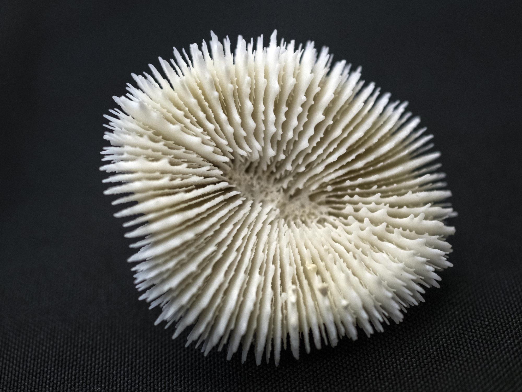 coral
