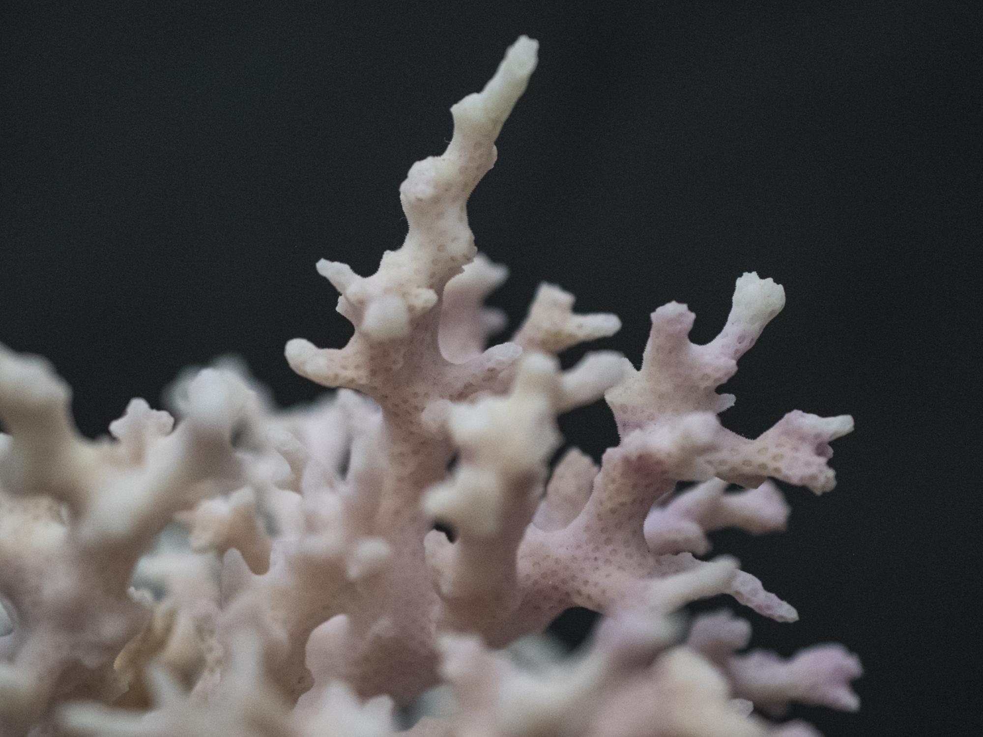 pink coral