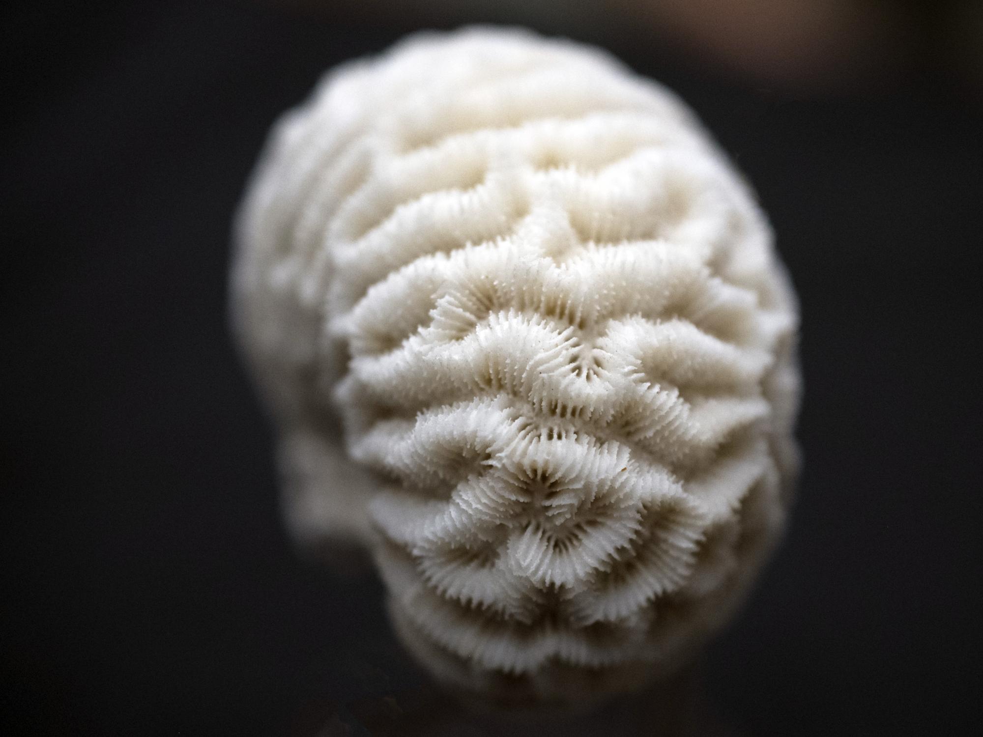 coral