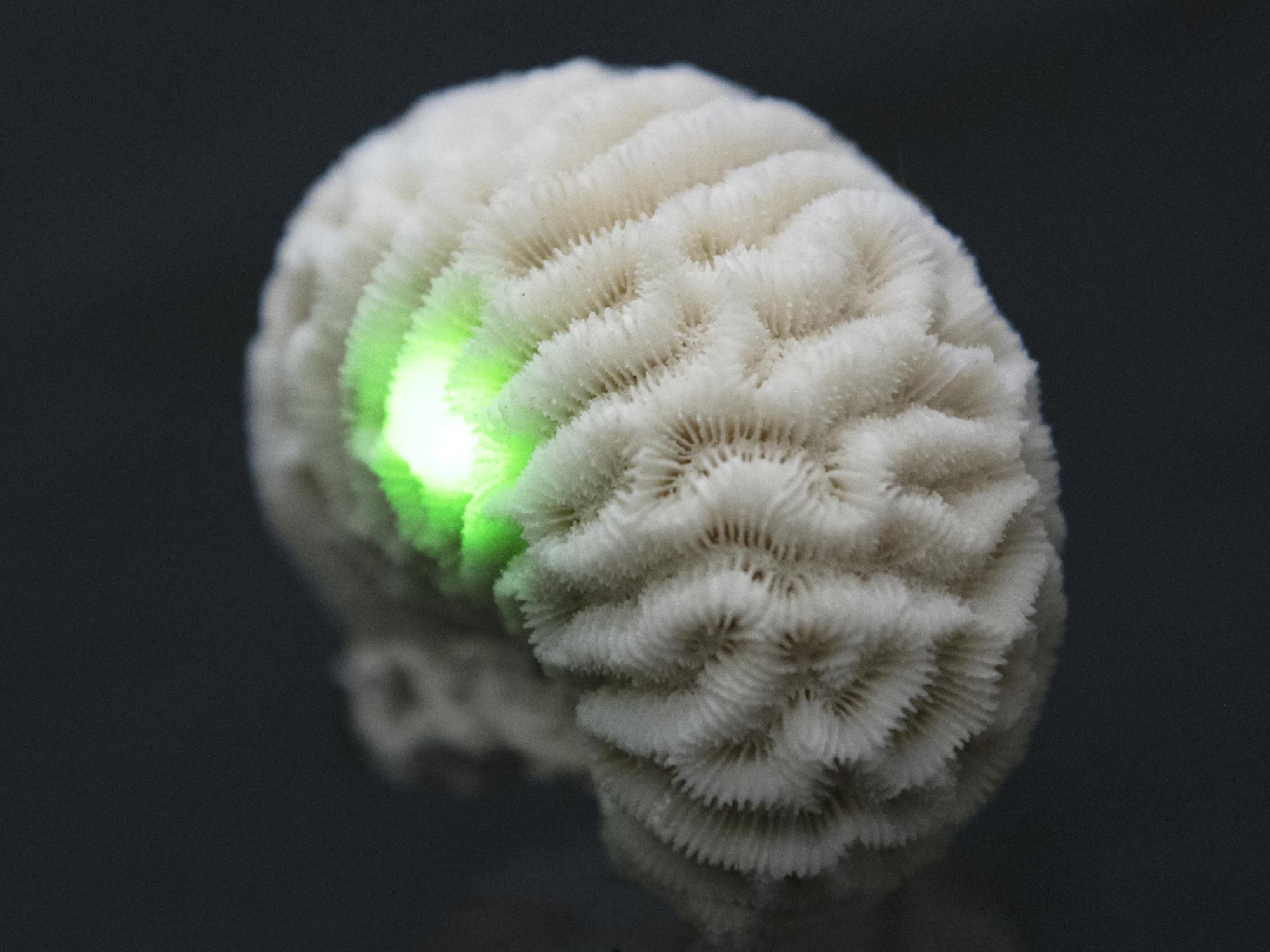 coral lit with laser 