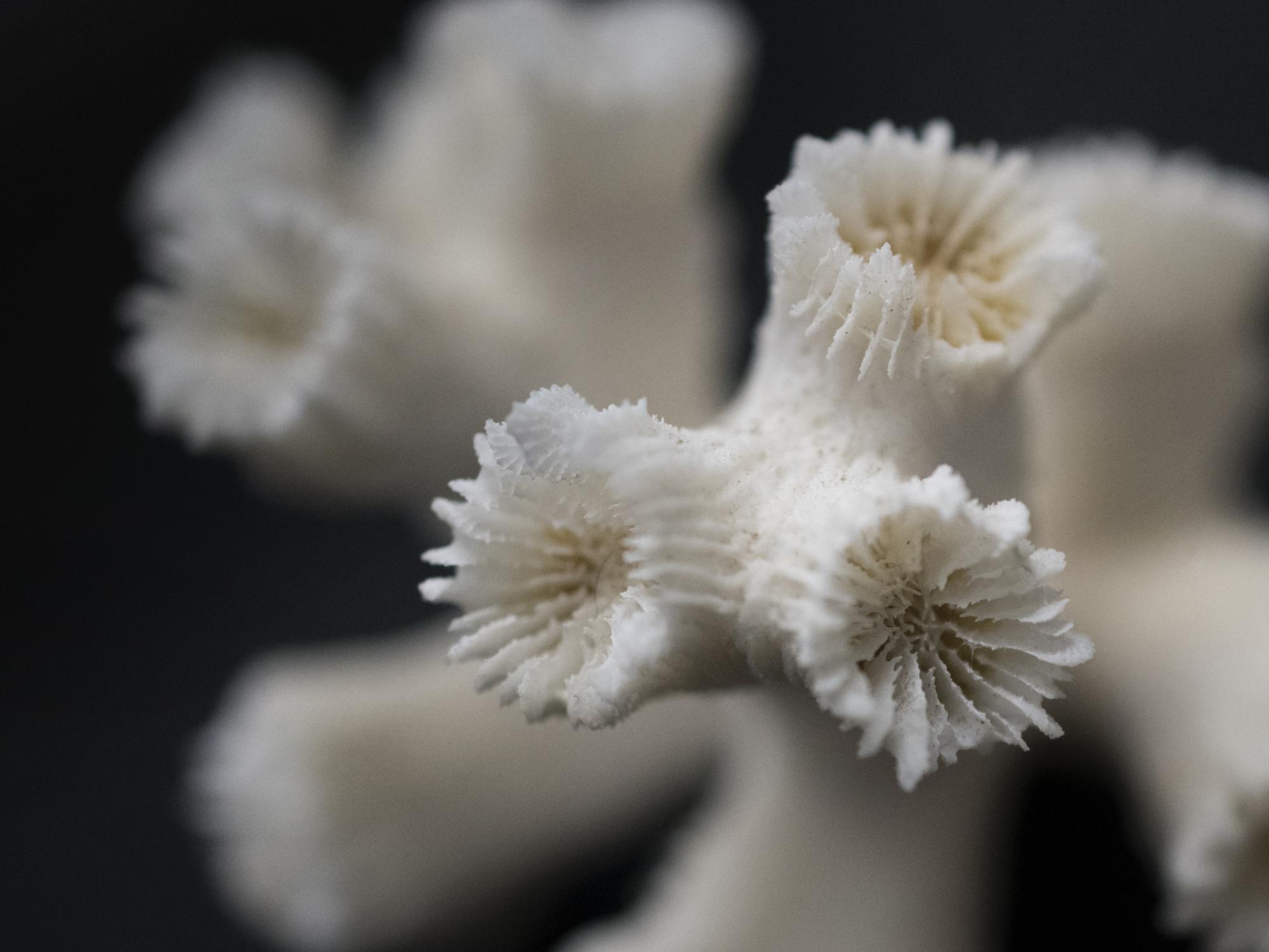 coral