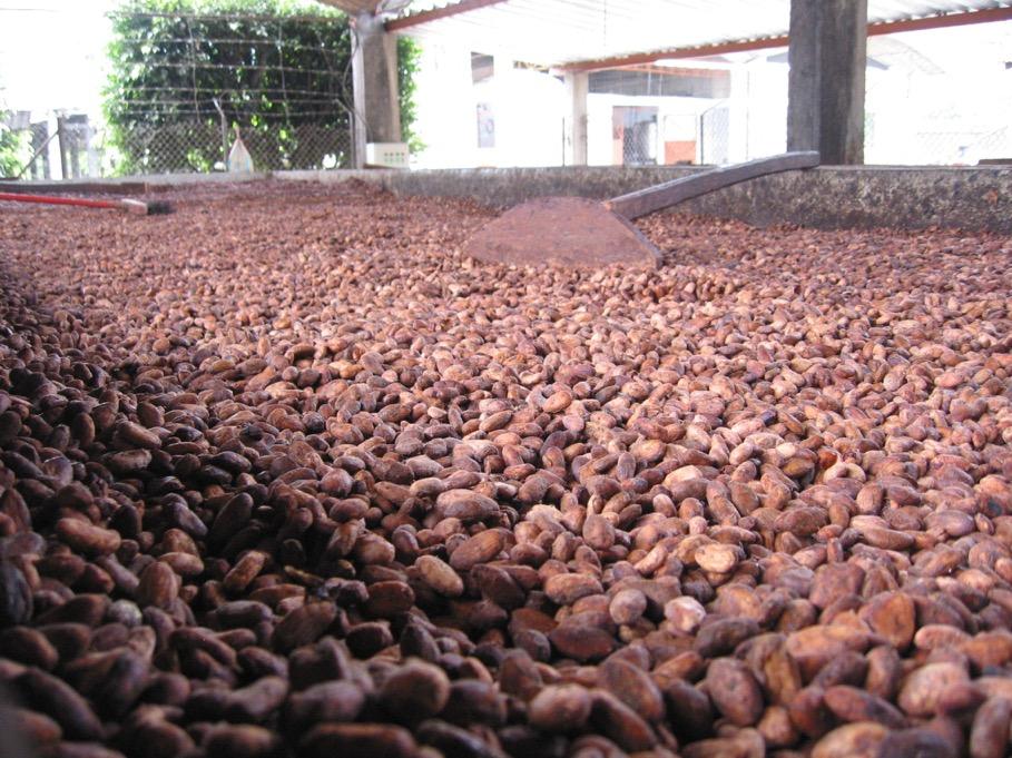 cacao seeds