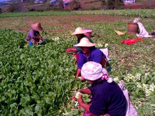 Cambodian farmers harvesting