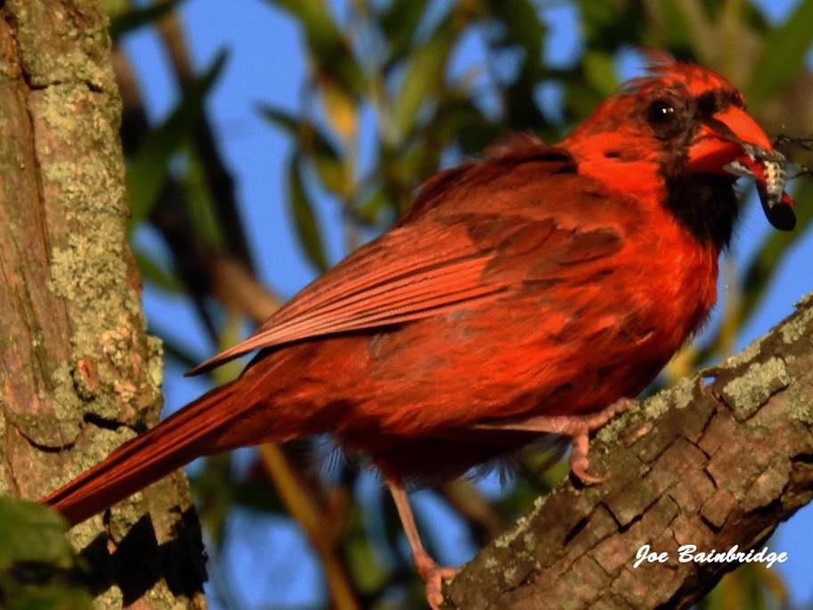 Cardinal SLF