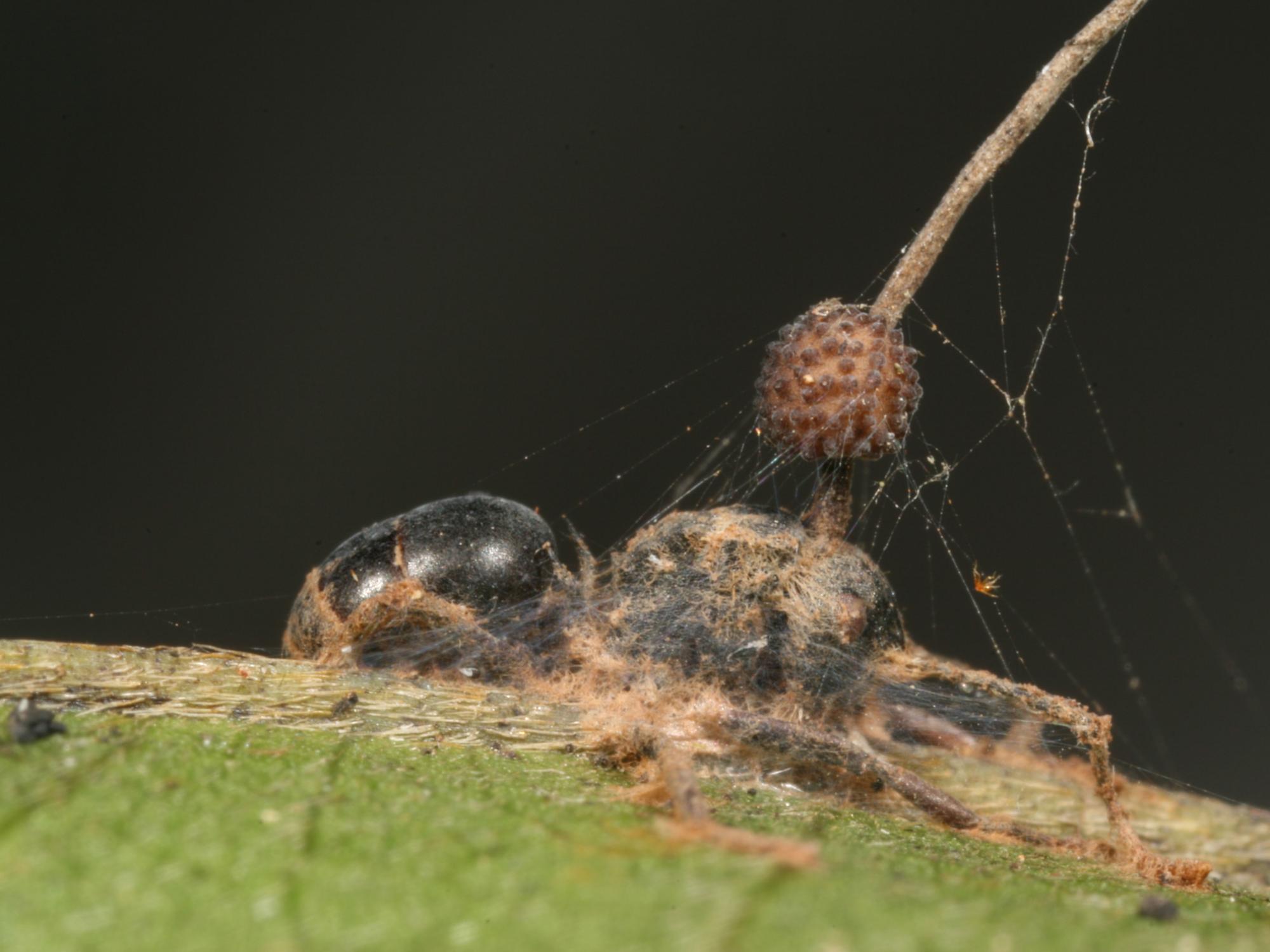 zombie carpenter ant