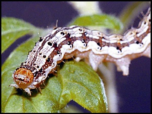 Tomato fruitworm caterpillar on leaf