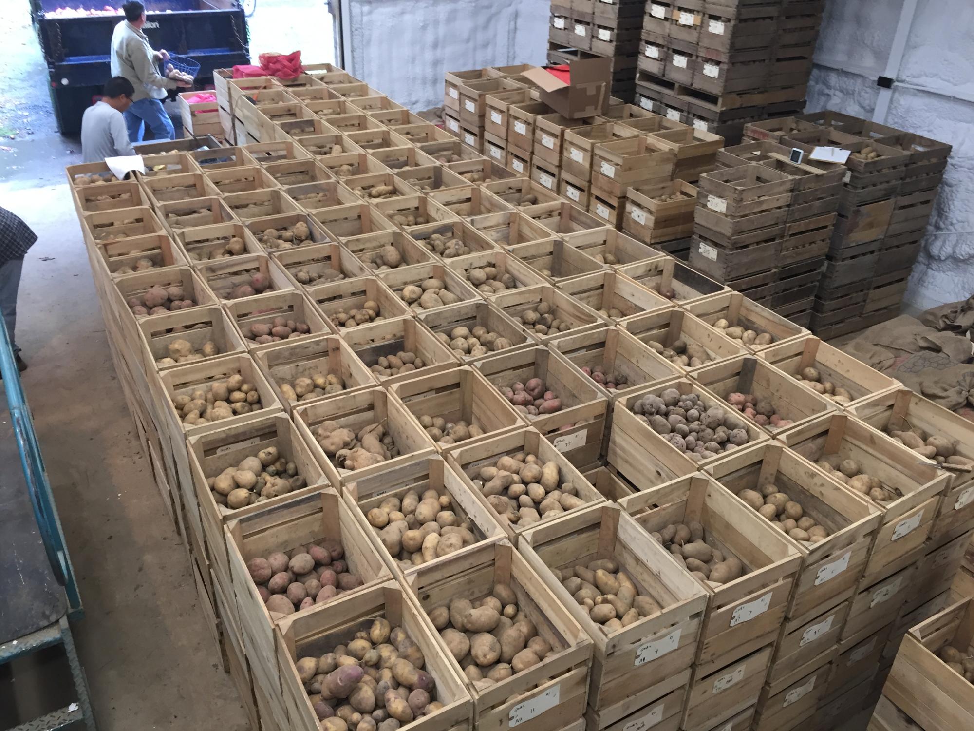 Boxes of potatoes