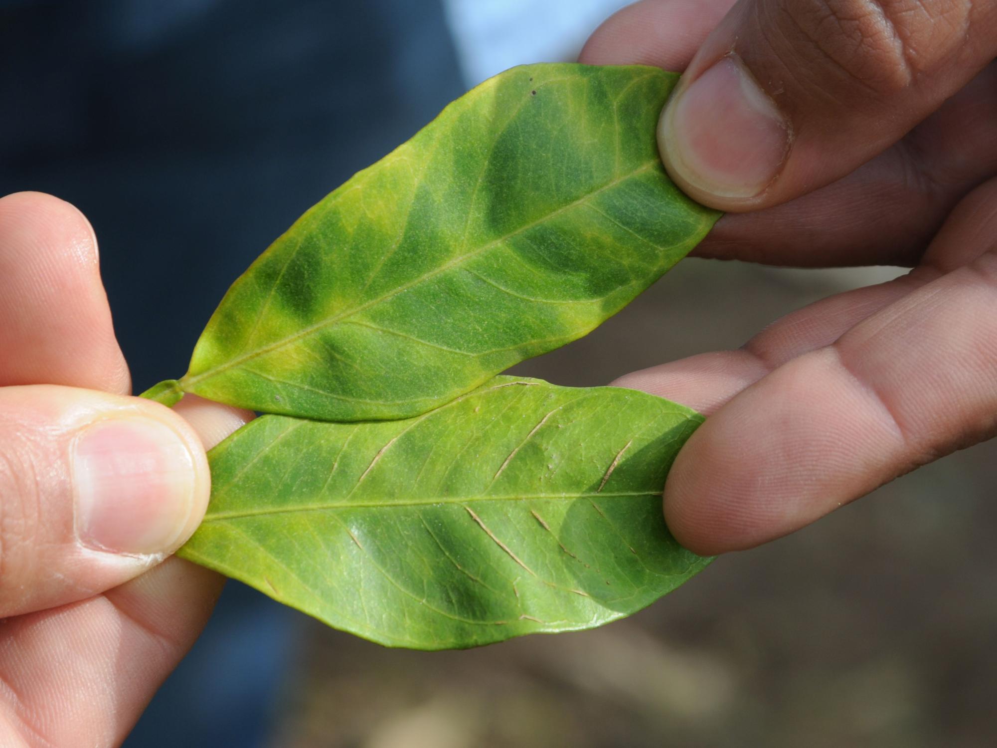 Citrus leaves with citrus greening disease