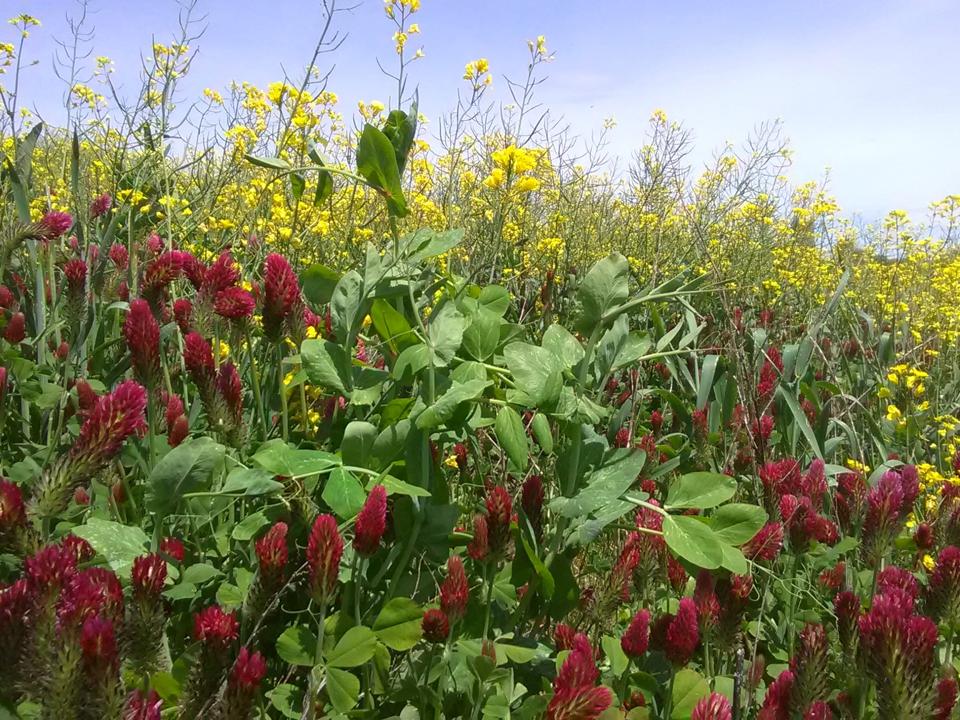 5-cover crop mix
