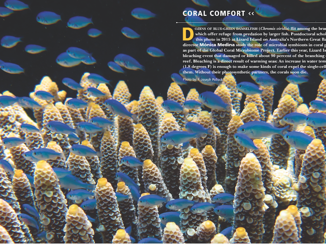 damselfish swimming among corals