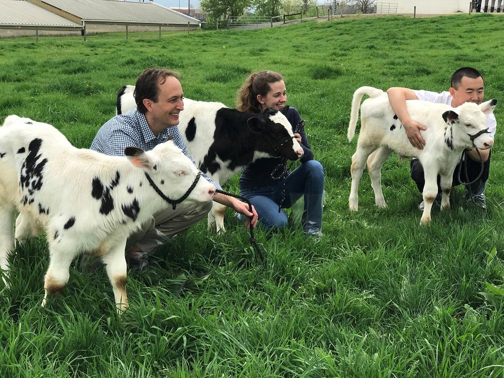 Holsteins two