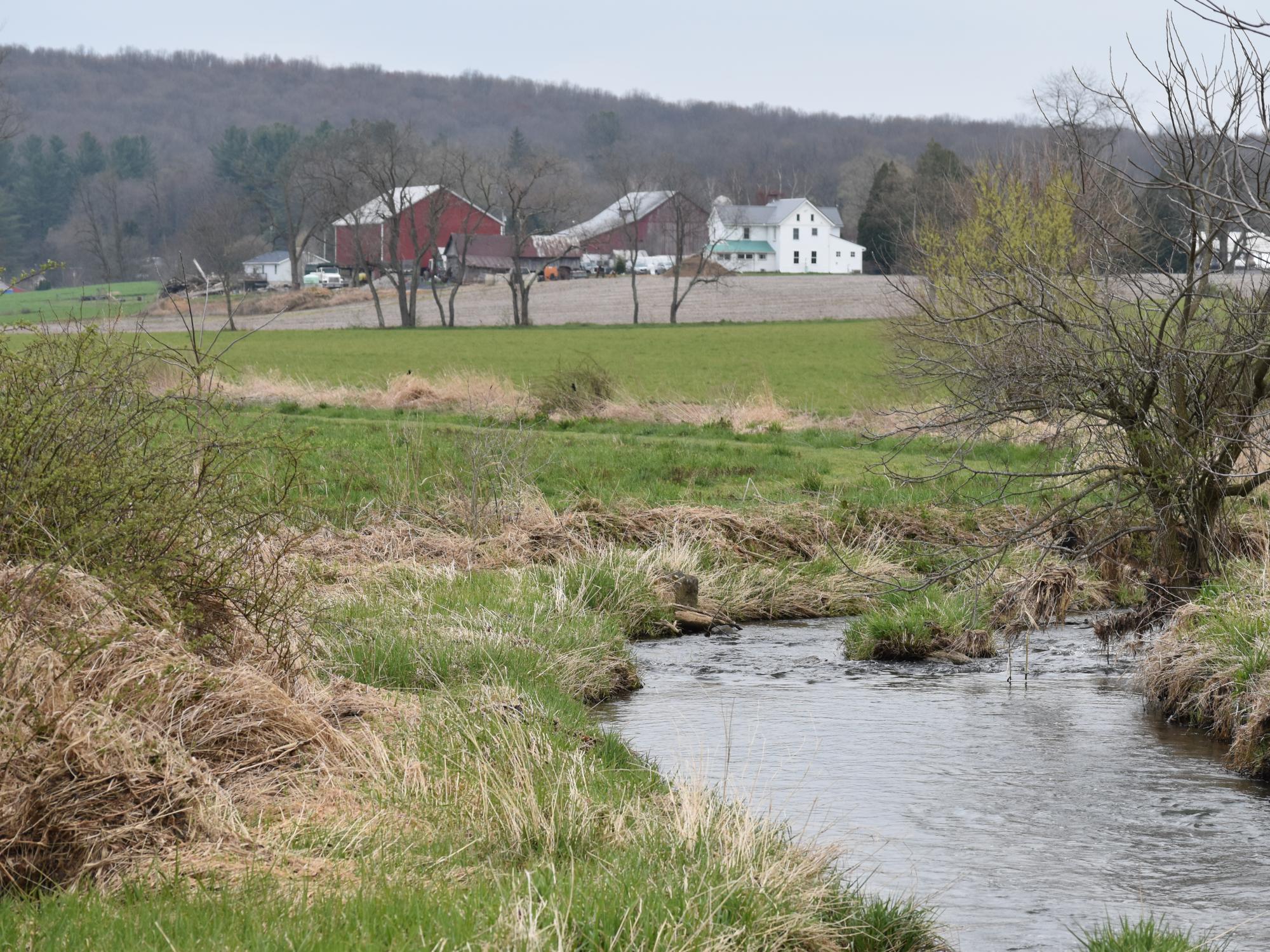 grass along water