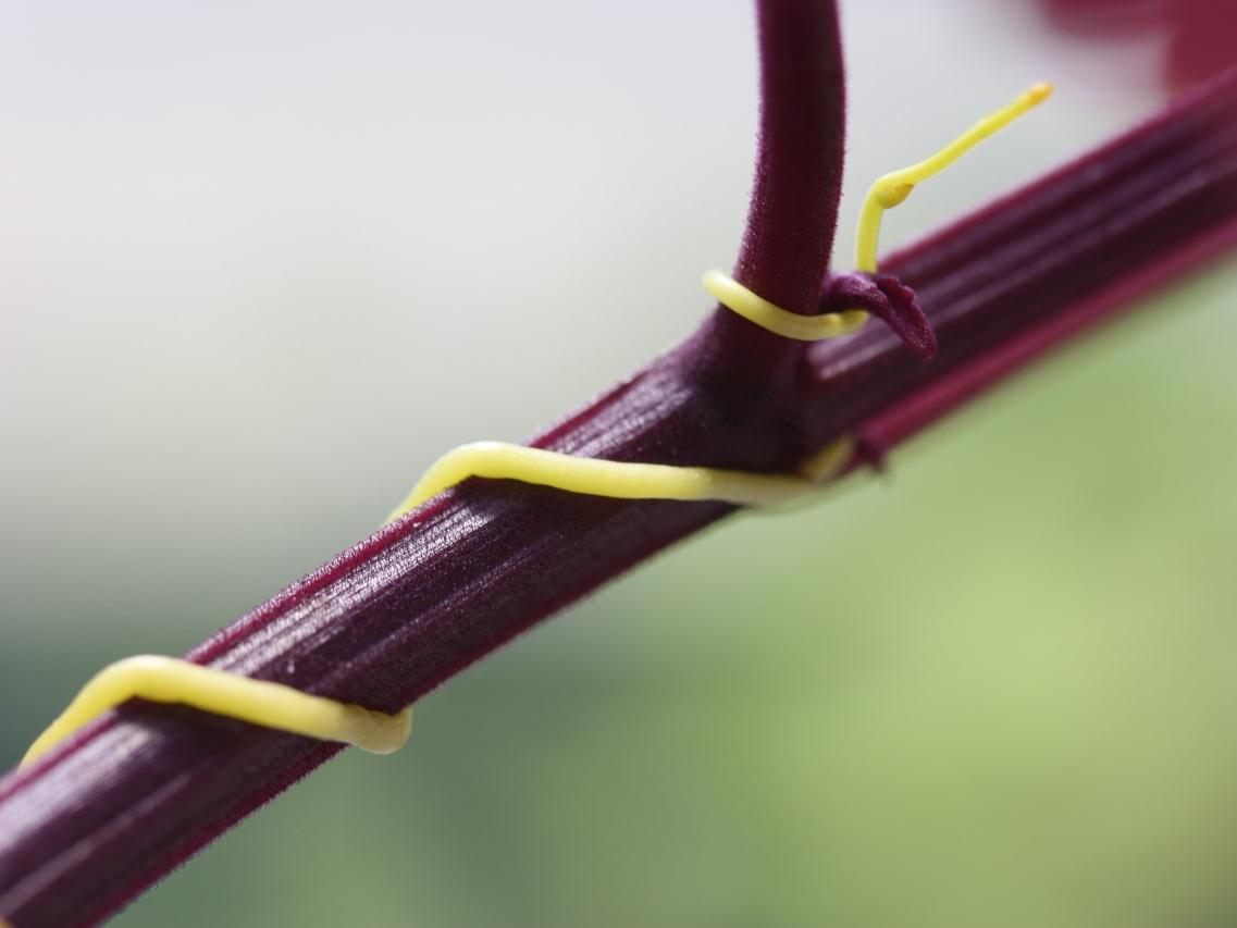 Dodder wrapped around host plant