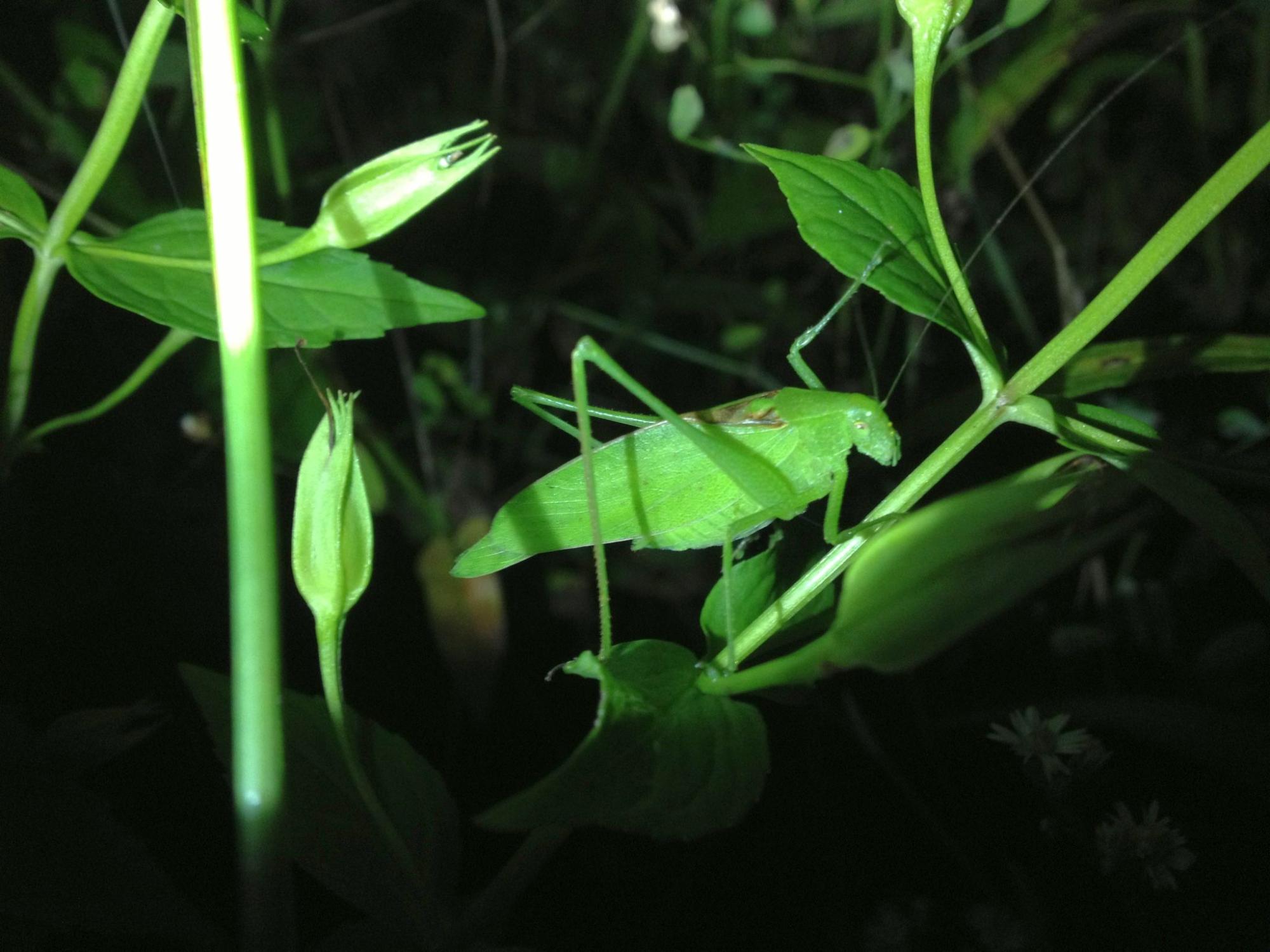 Rattler round-winged katydid
