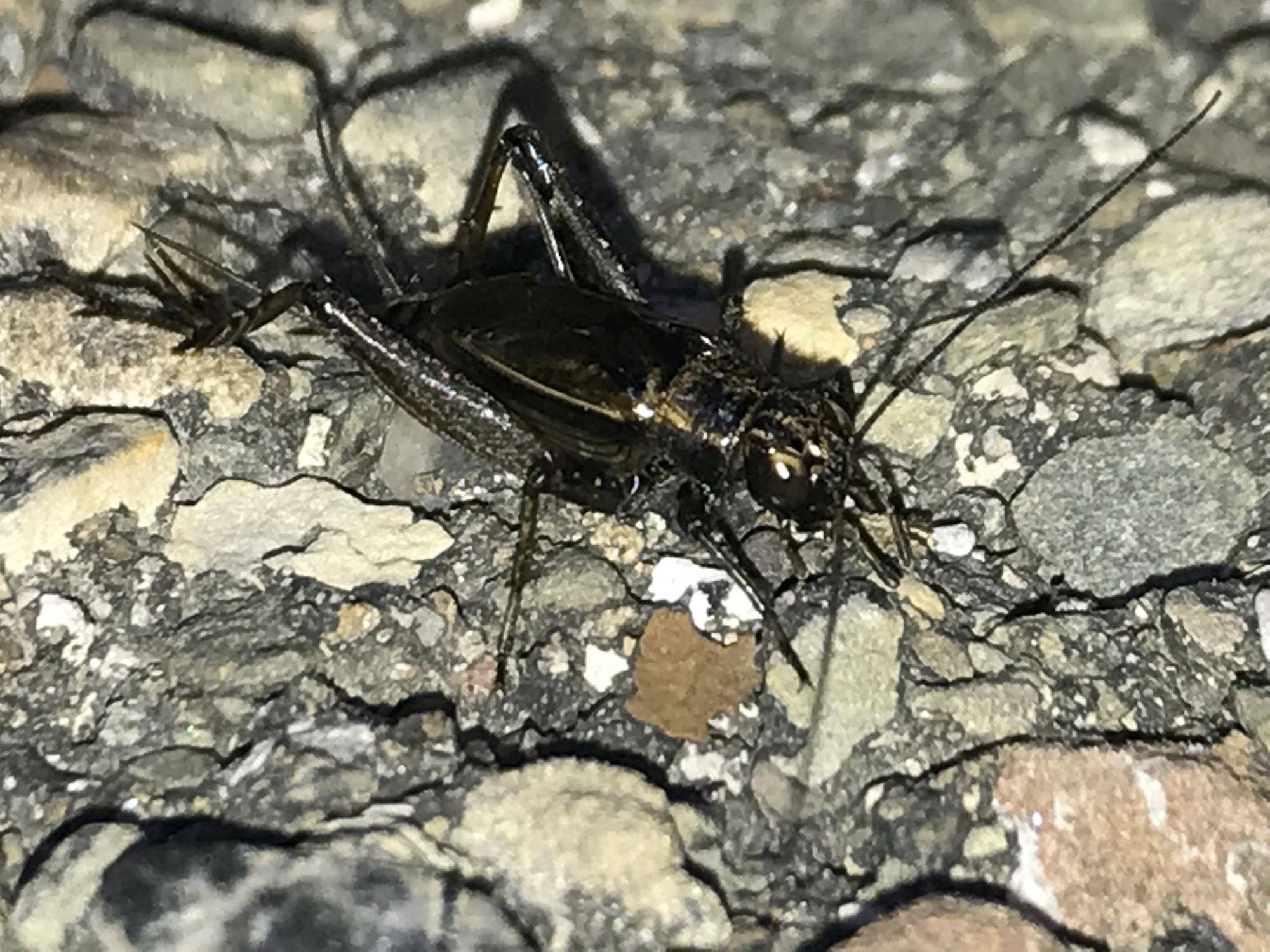 Striped ground cricket