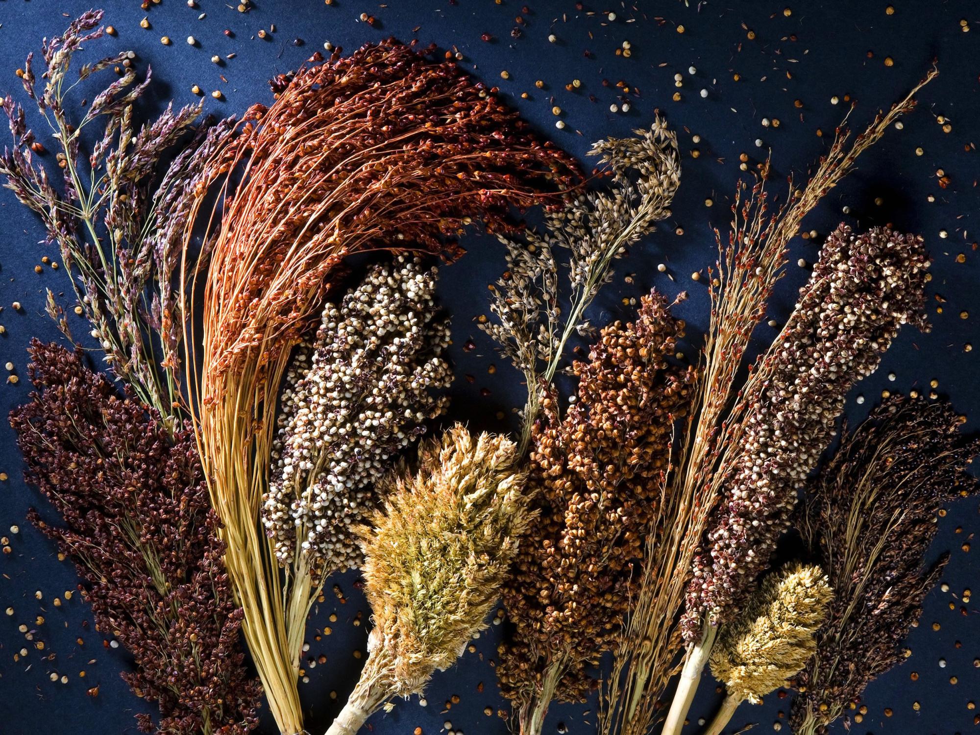 several varieties of Sorghum