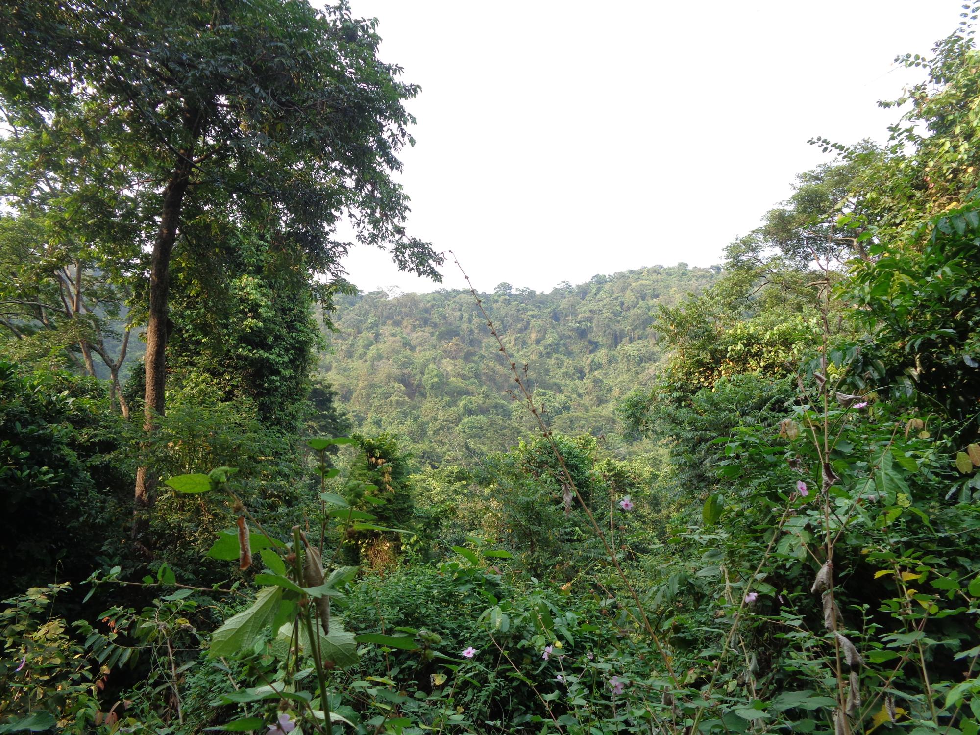  A montane forest