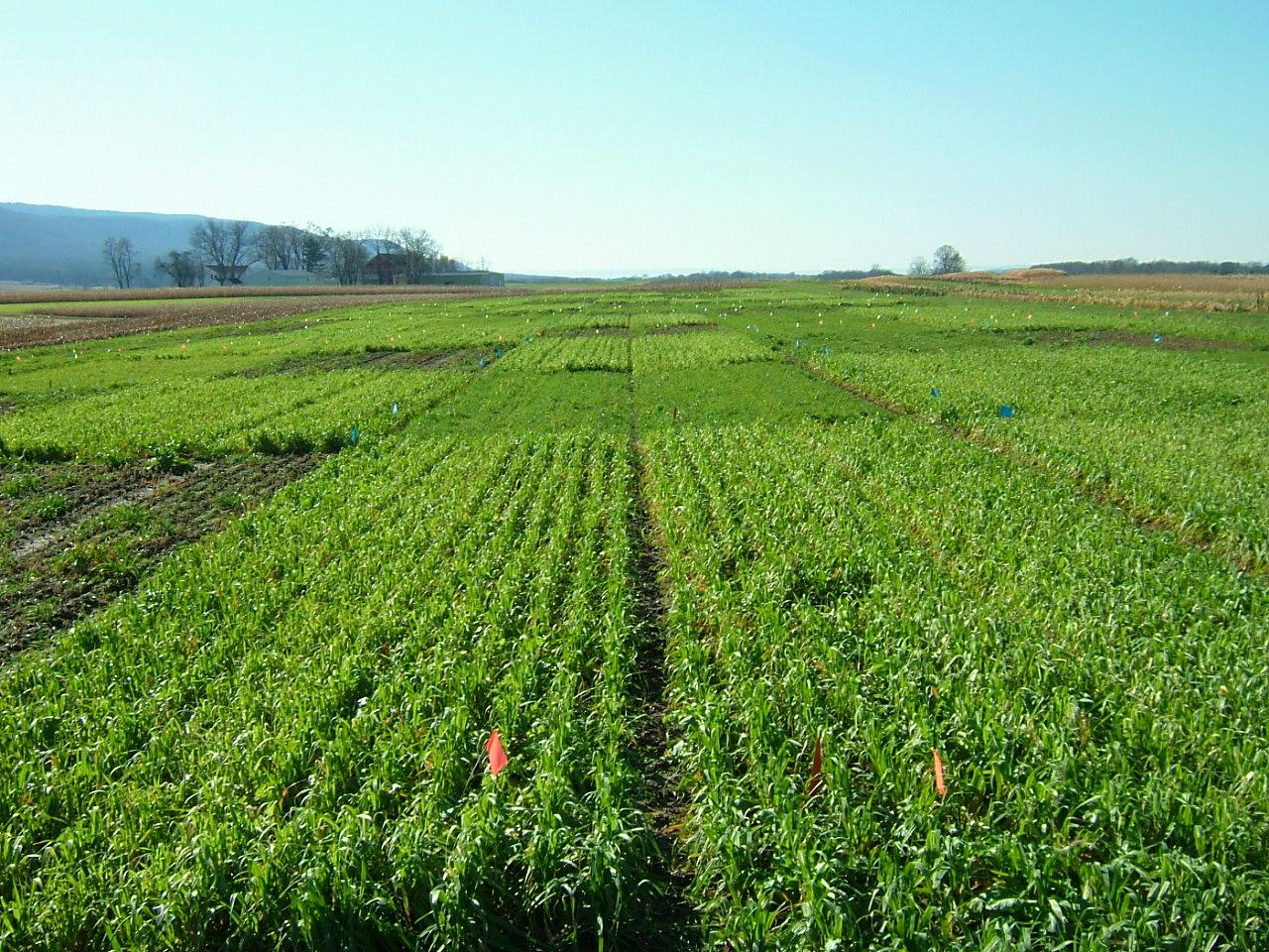 research site crops