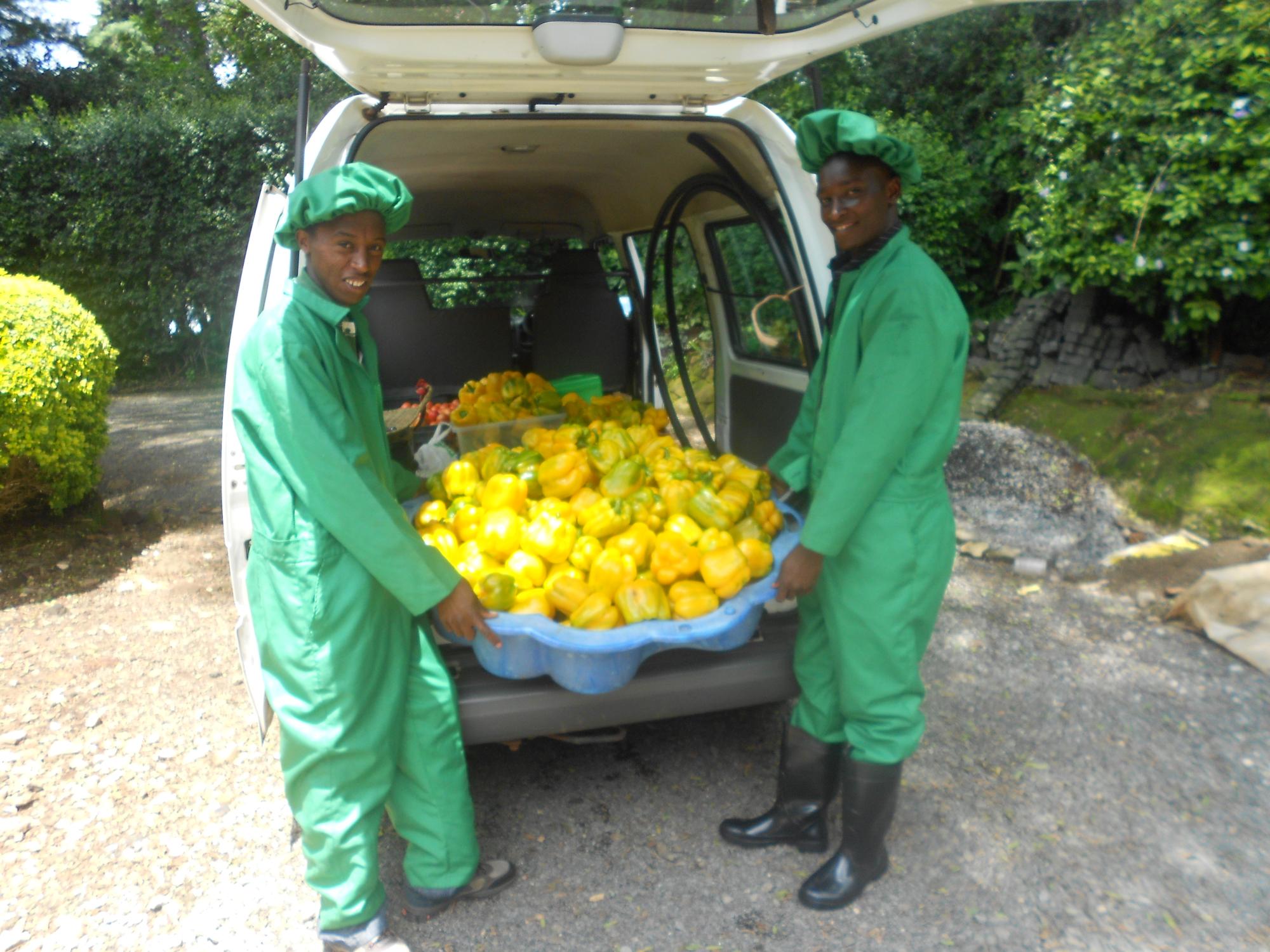 bumper crop of yellow bell peppers