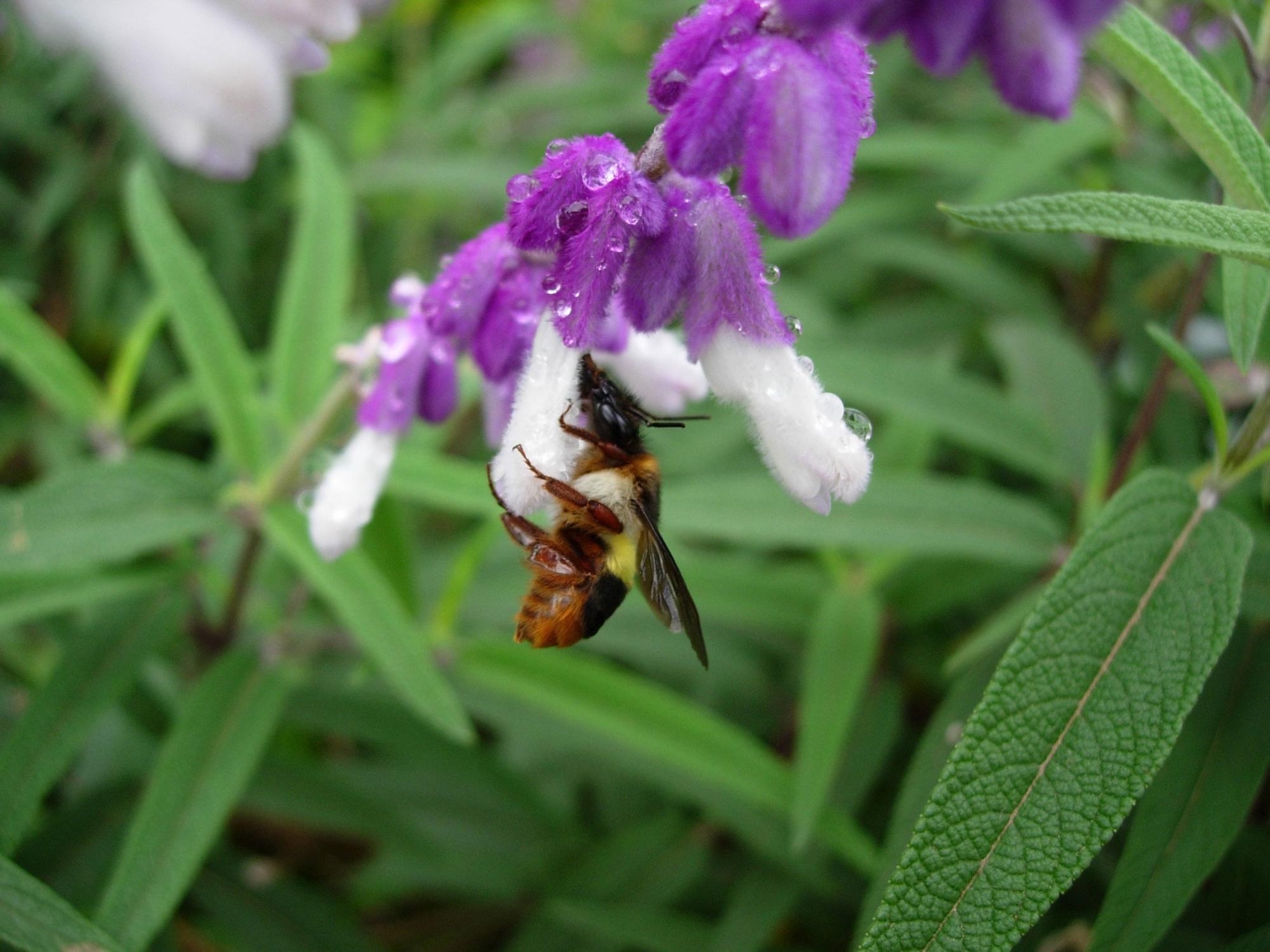 bee with purple and white flower