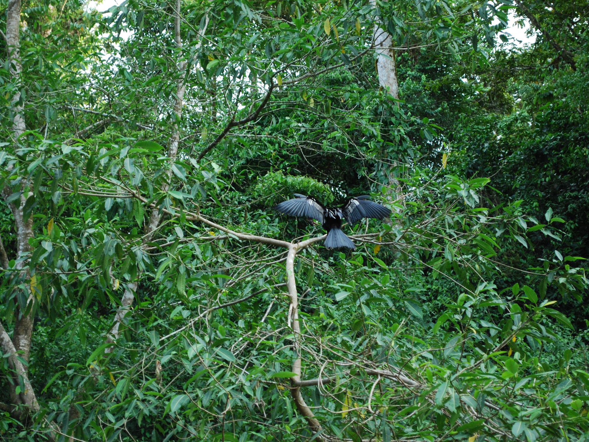 A large, black bird perches itself on a tree limb and fans out its wings.