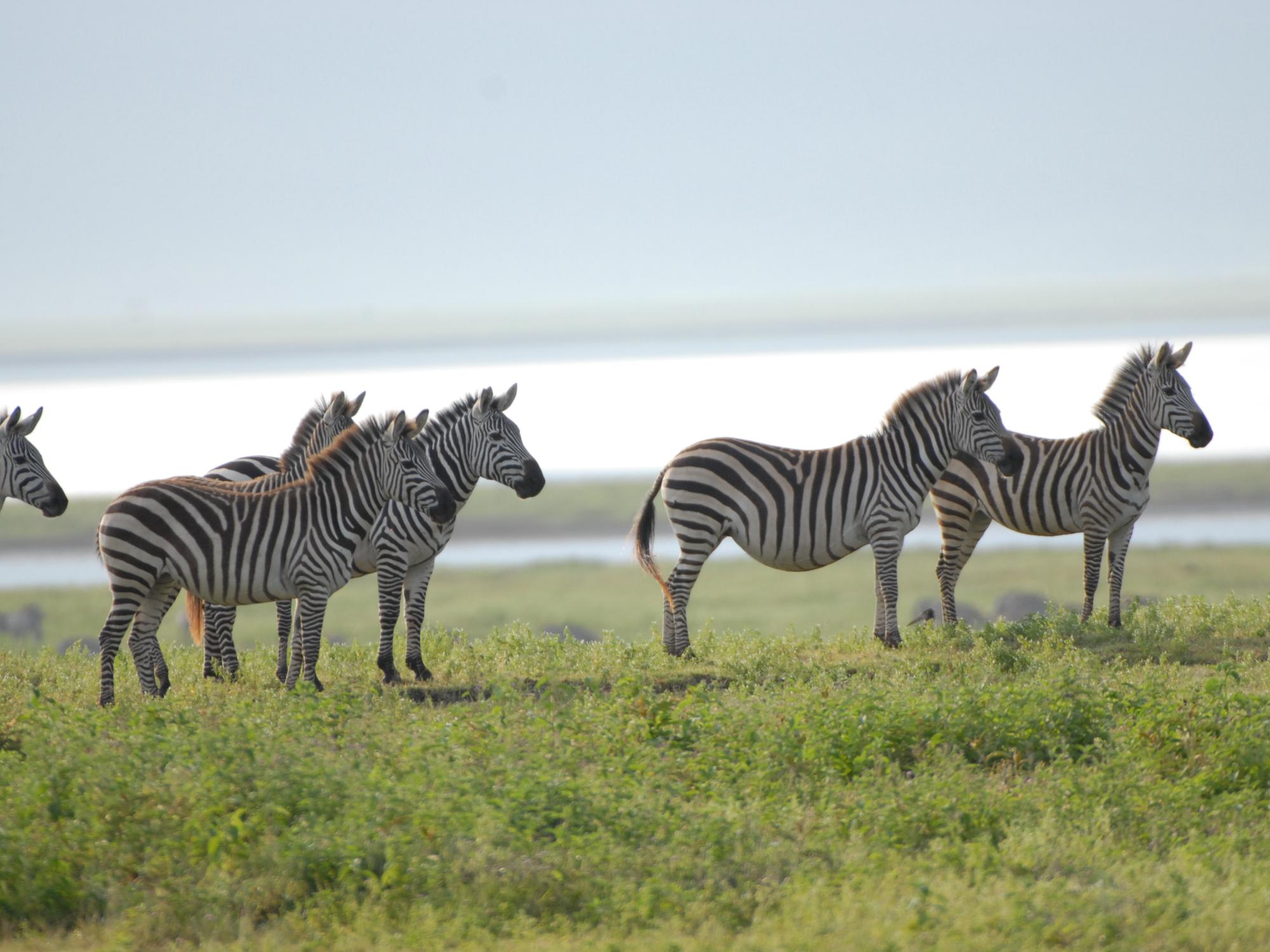 Five zebra in a field near a large body of water
