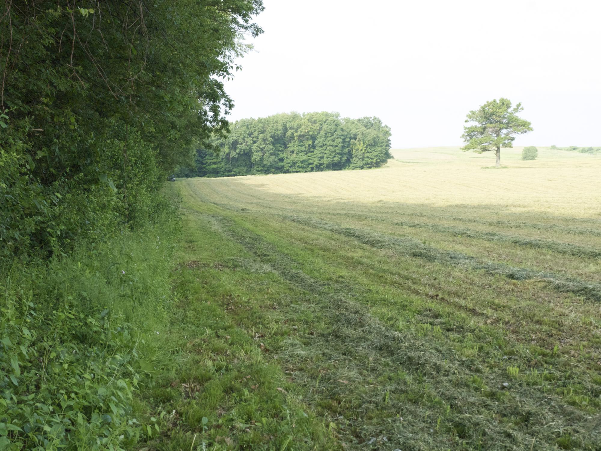 field edge and woods