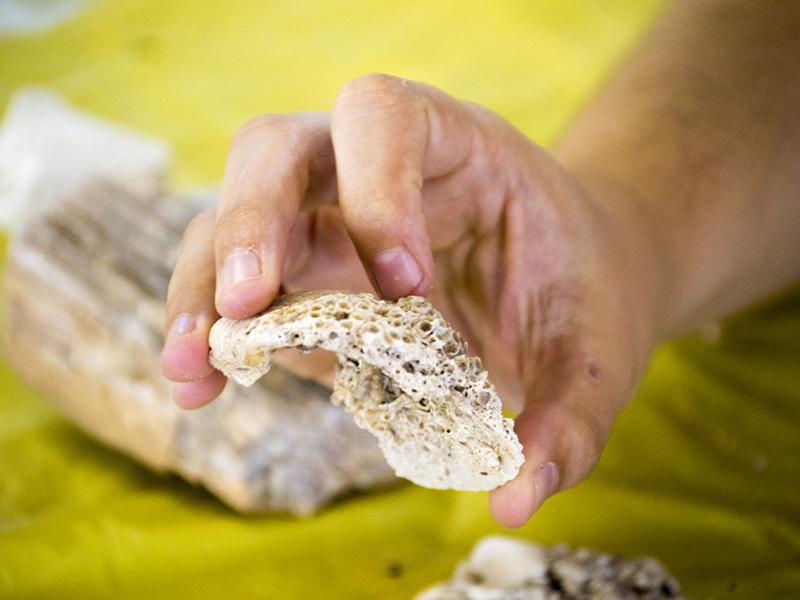 Judi Sclafani, a Ph.D. candidate in geosciences, shows off a fossilized seashell that was invaded by corals and worm tubes. “Kids really like to see worms,” Sclafani said. “They either think it’s gross or really cool.”