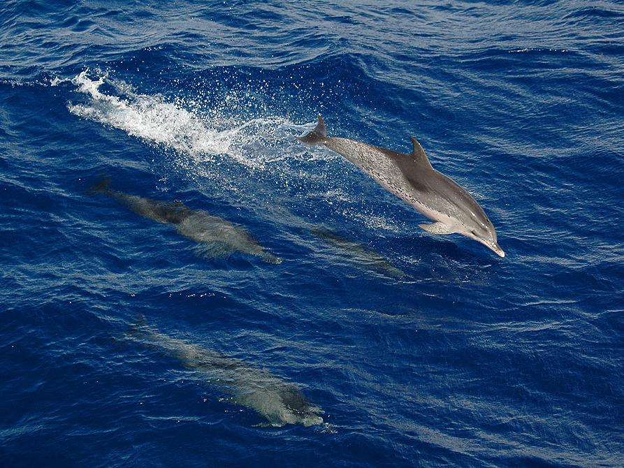 dolphins following the research vessel 