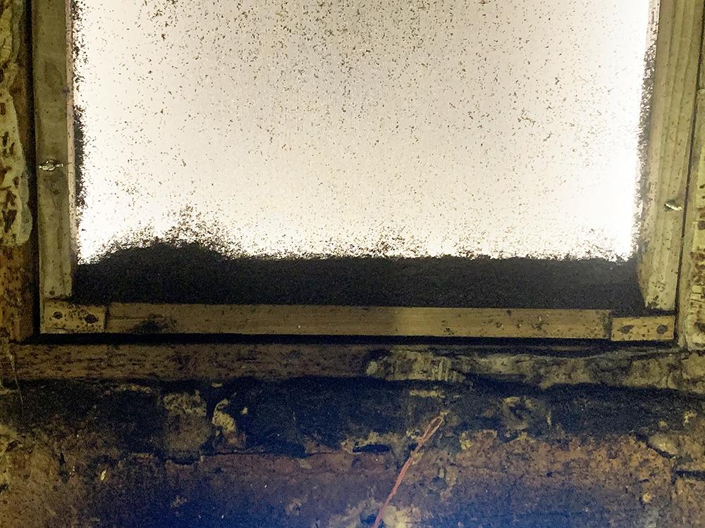 phorid flies die at window