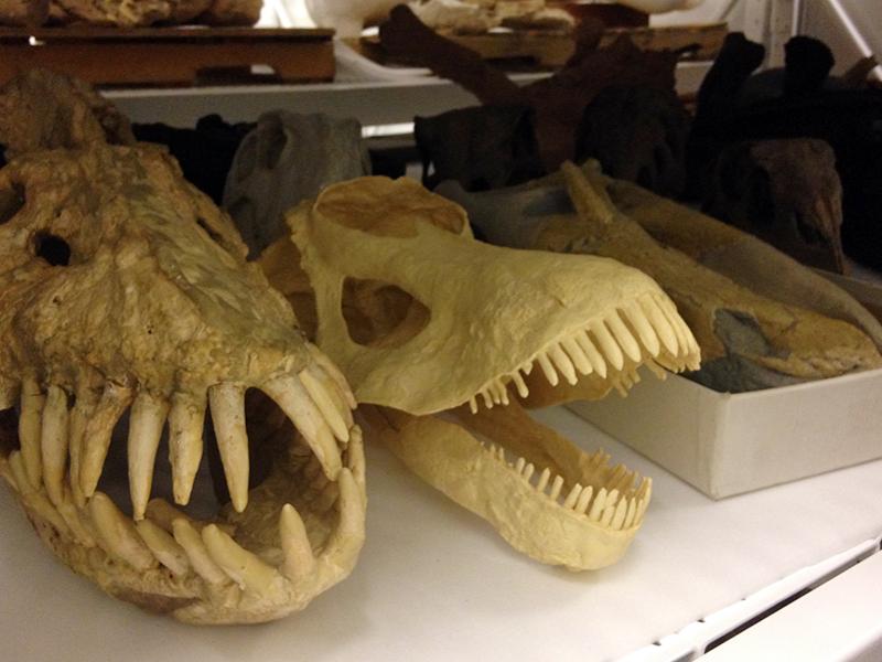 Denver Museum of Nature and Science