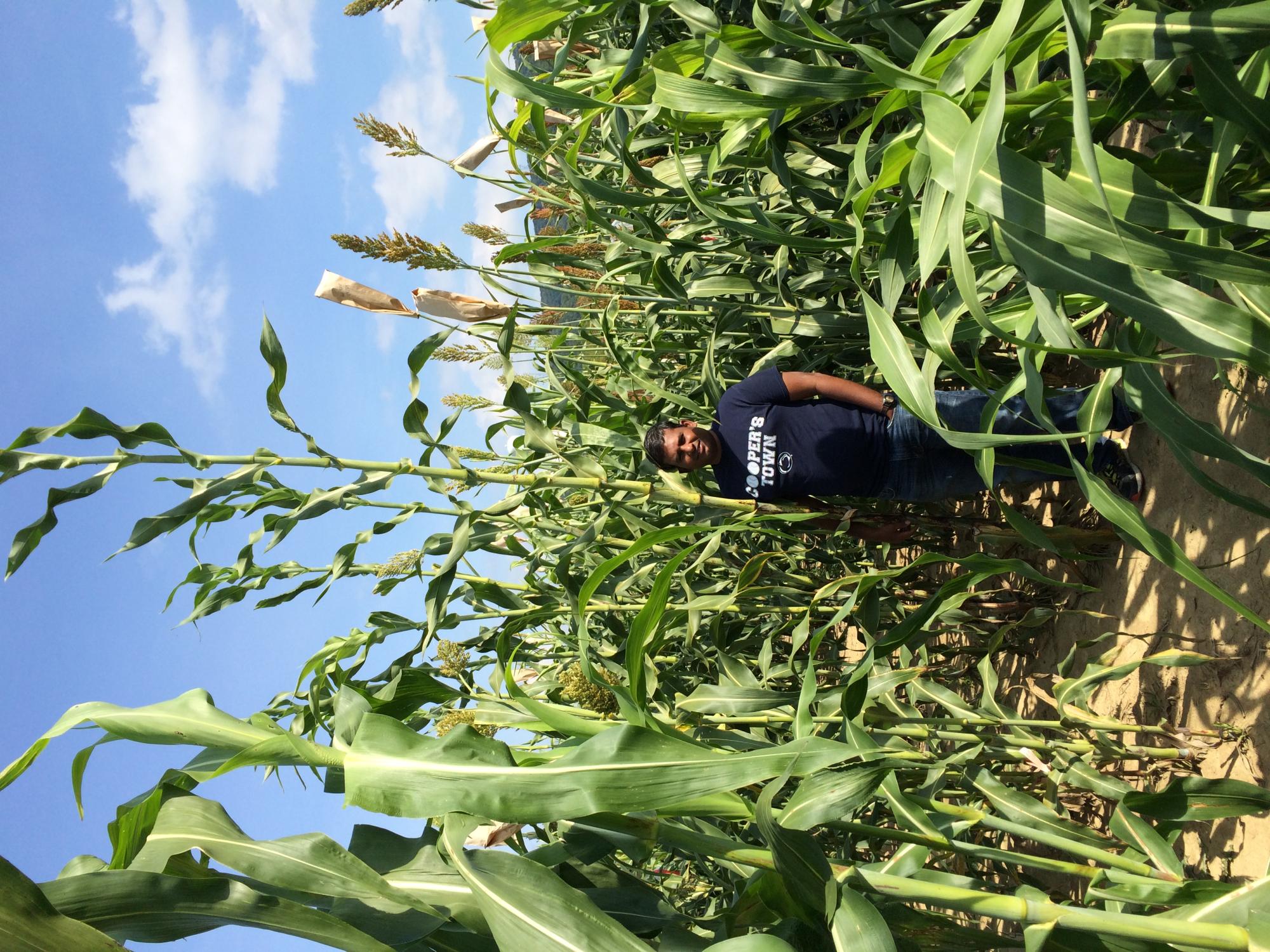 Dina with biomass sorghum