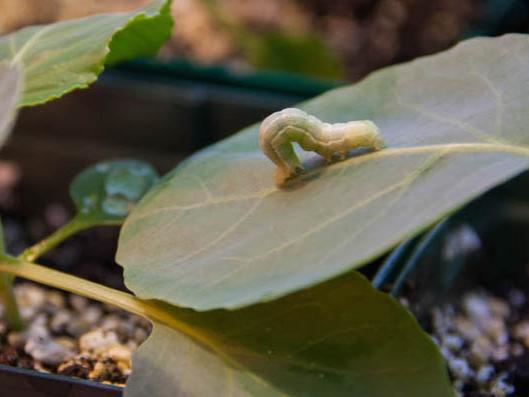 cabbage looper on leaf