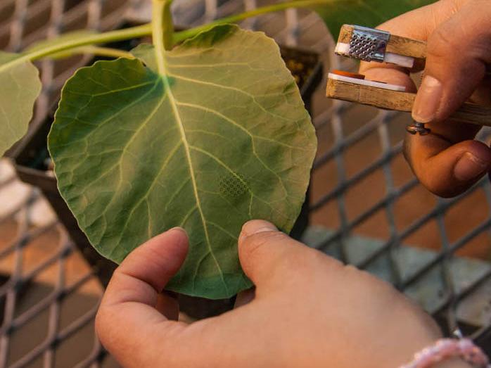 embossing a cabbage leaf to mimic insect damage