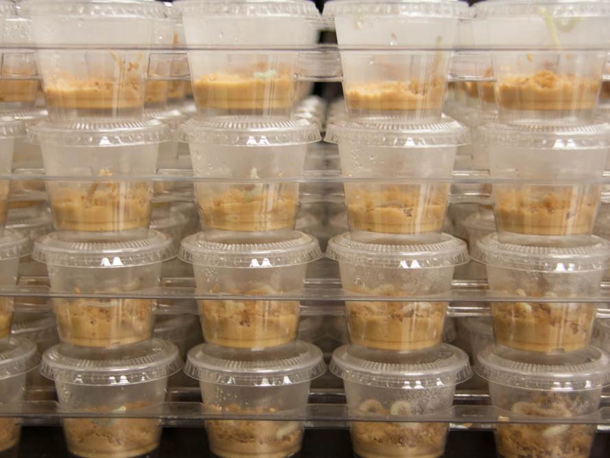 cups for growing cabbage loopers